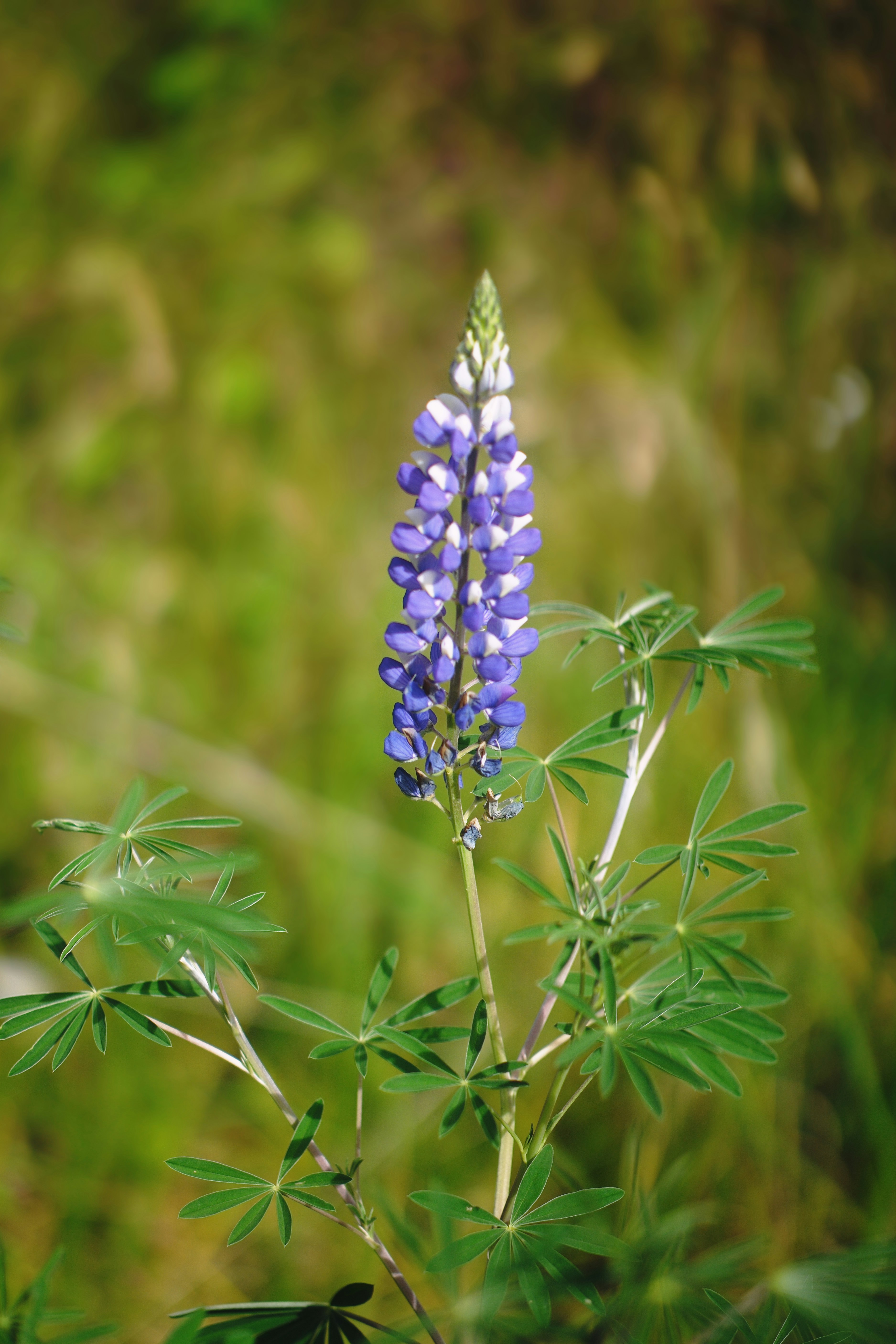 A purple and white lupine flower blooming against a soft green blurred background