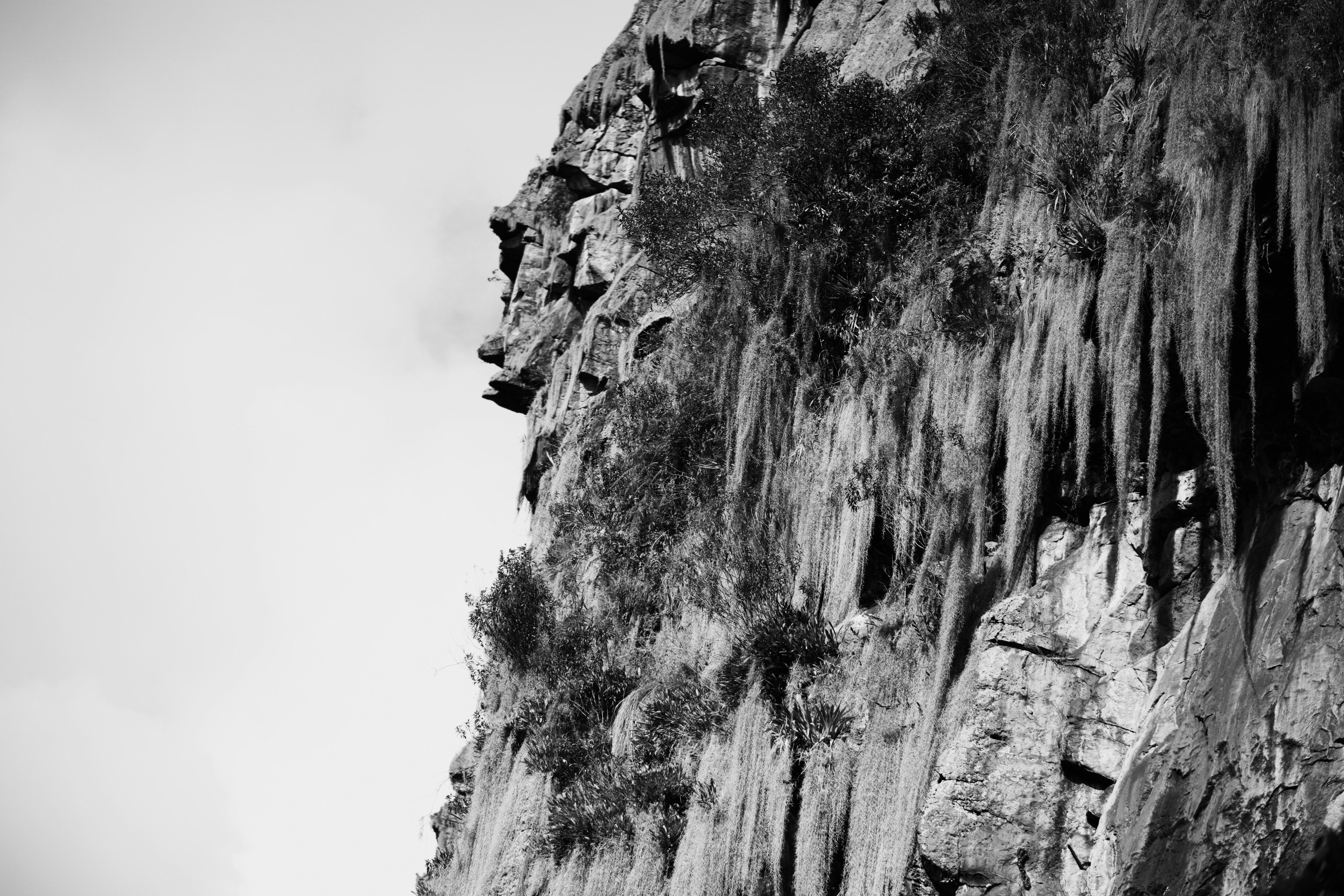 A black and white cliff face with hanging moss and sparse vegetation