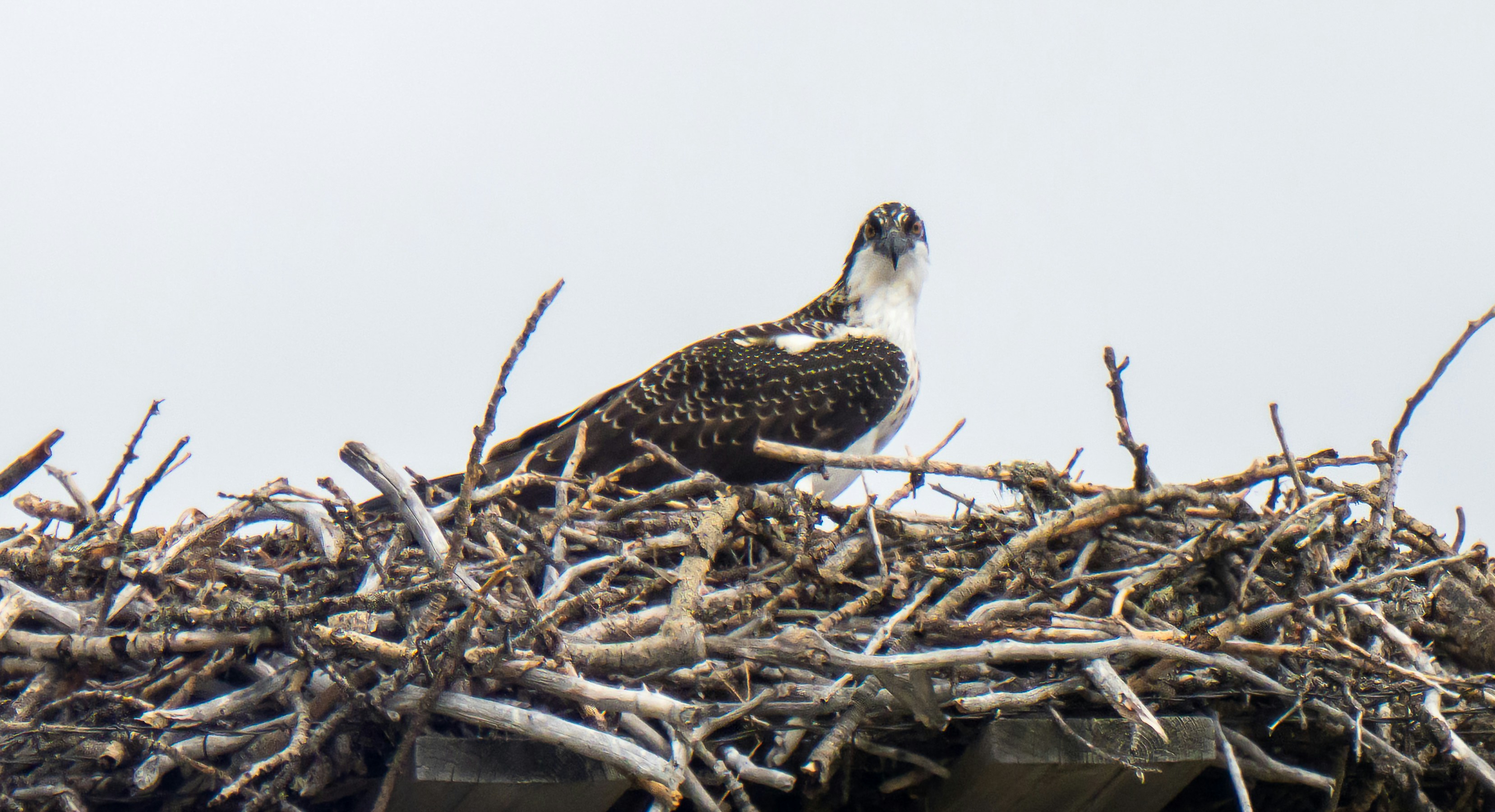 An osprey perched in a large nest made of sticks against a pale sky