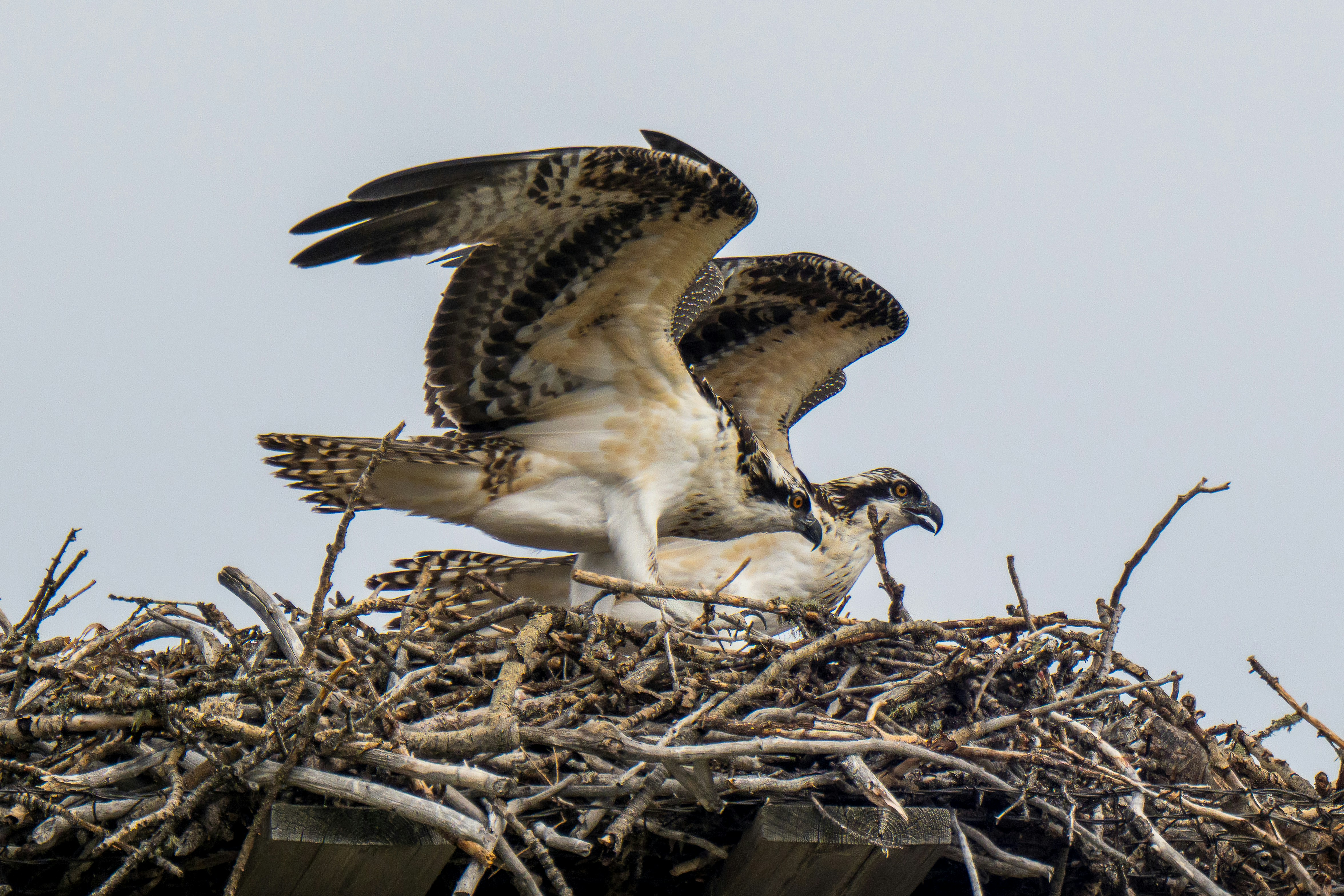 Two ospreys in a large stick nest against a pale sky