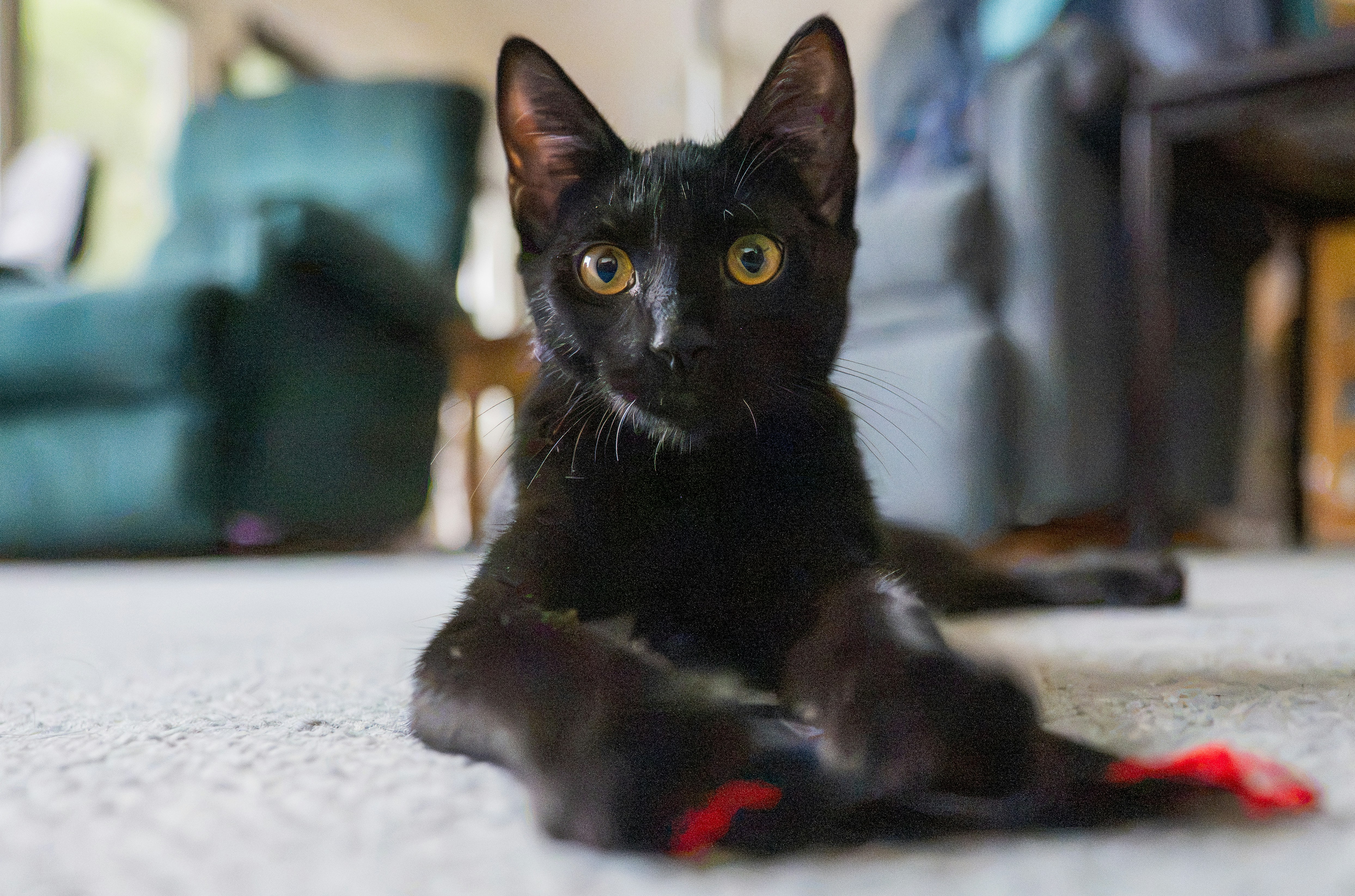 A black cat with yellow eyes lying on a carpeted floor