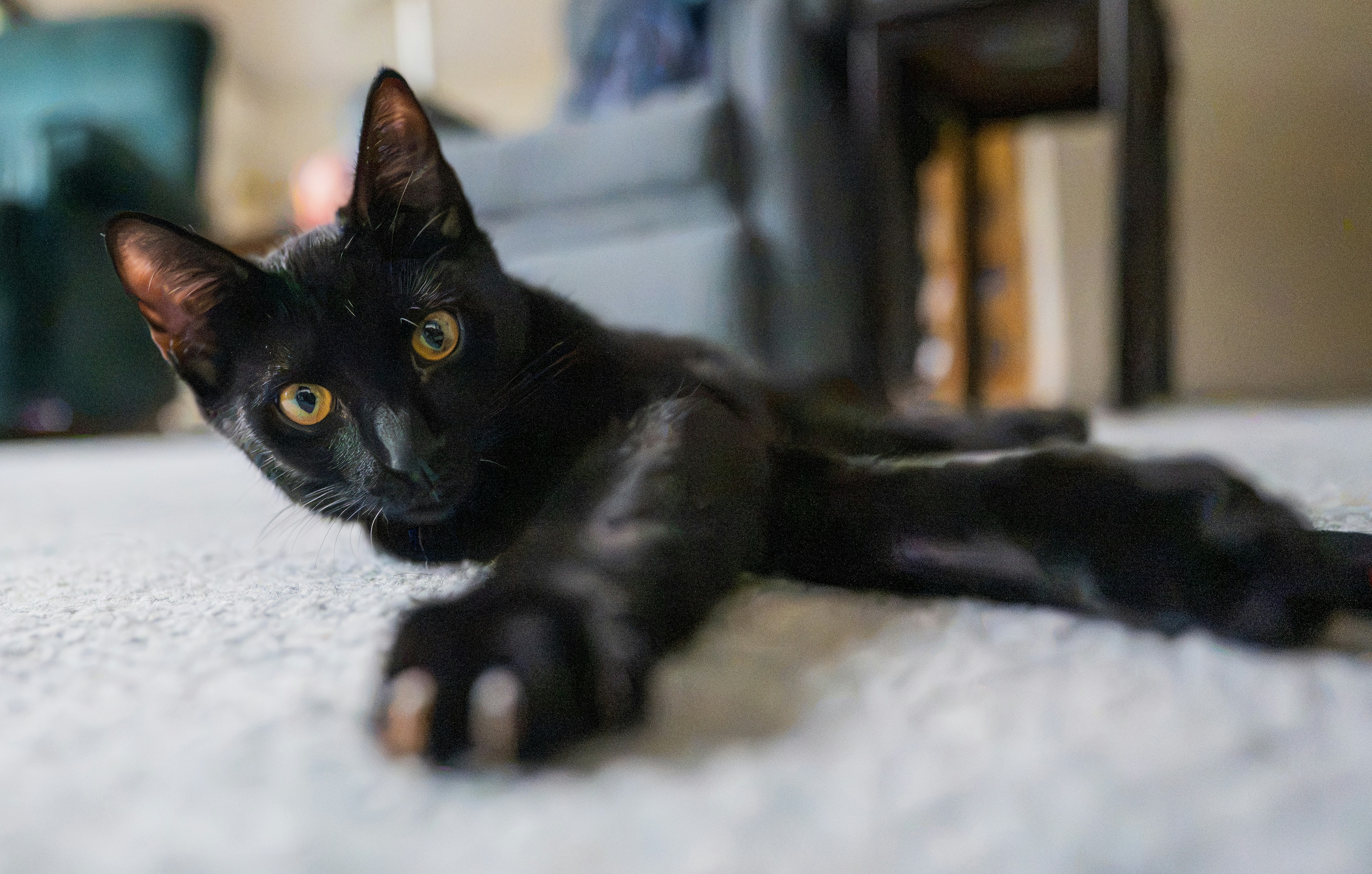 A black cat with yellow eyes lying on a white carpet