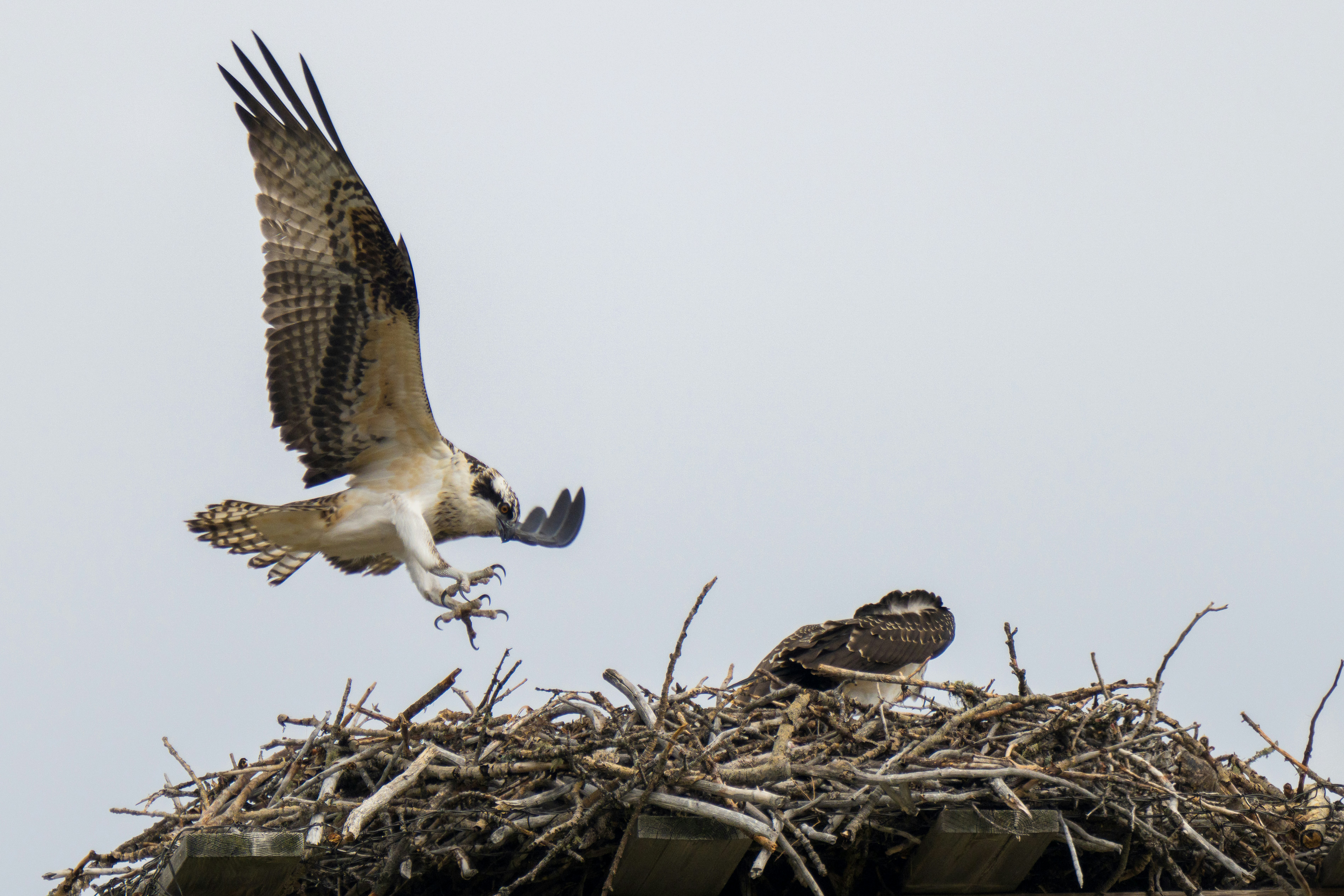 An osprey landing in a large stick nest with another osprey inside
