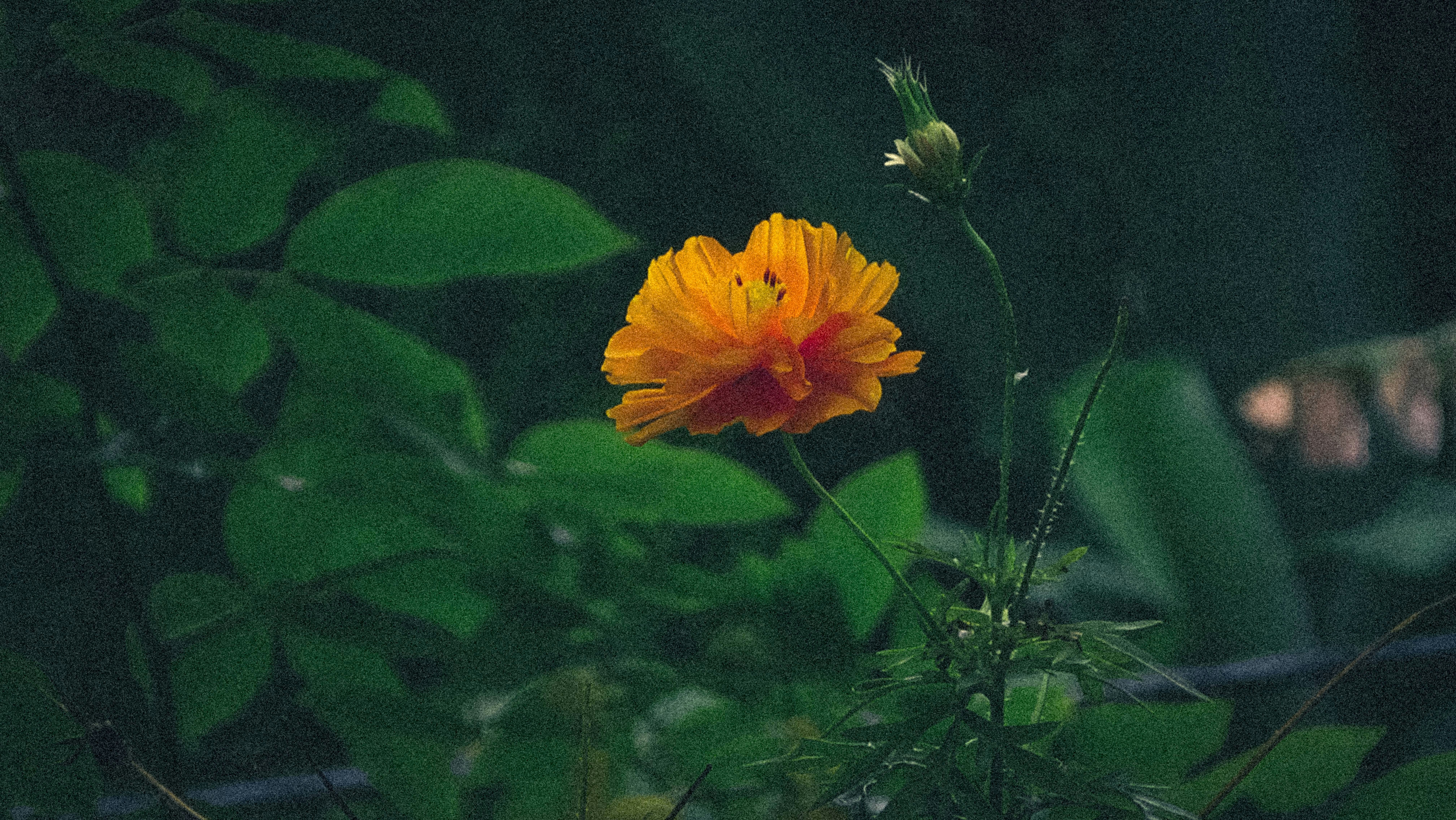 A bright orange cosmos flower blooming among dark green leaves in a garden