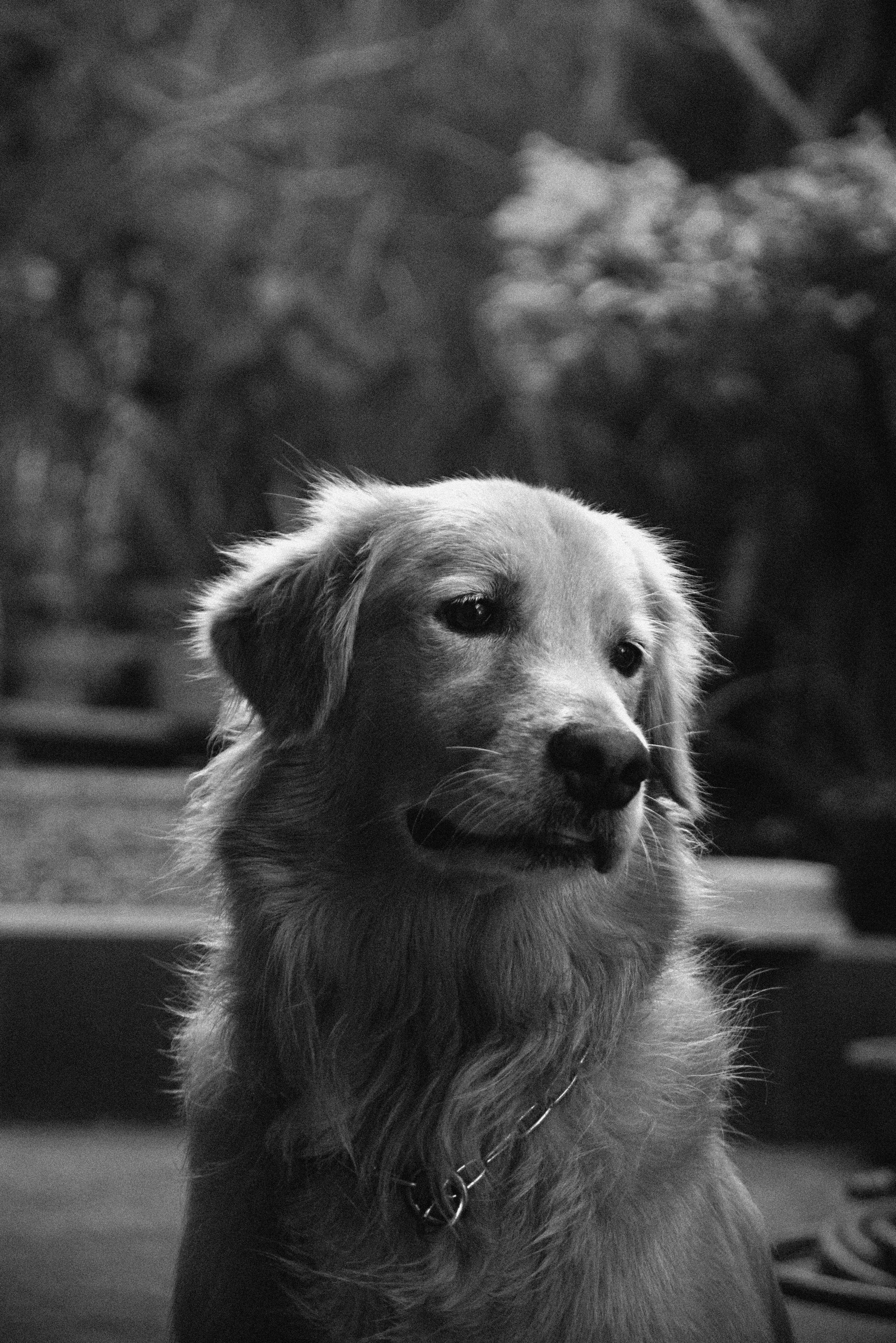 Ein Golden Retriever mit Kettenhalsband in einem schwarz-weißen Porträt