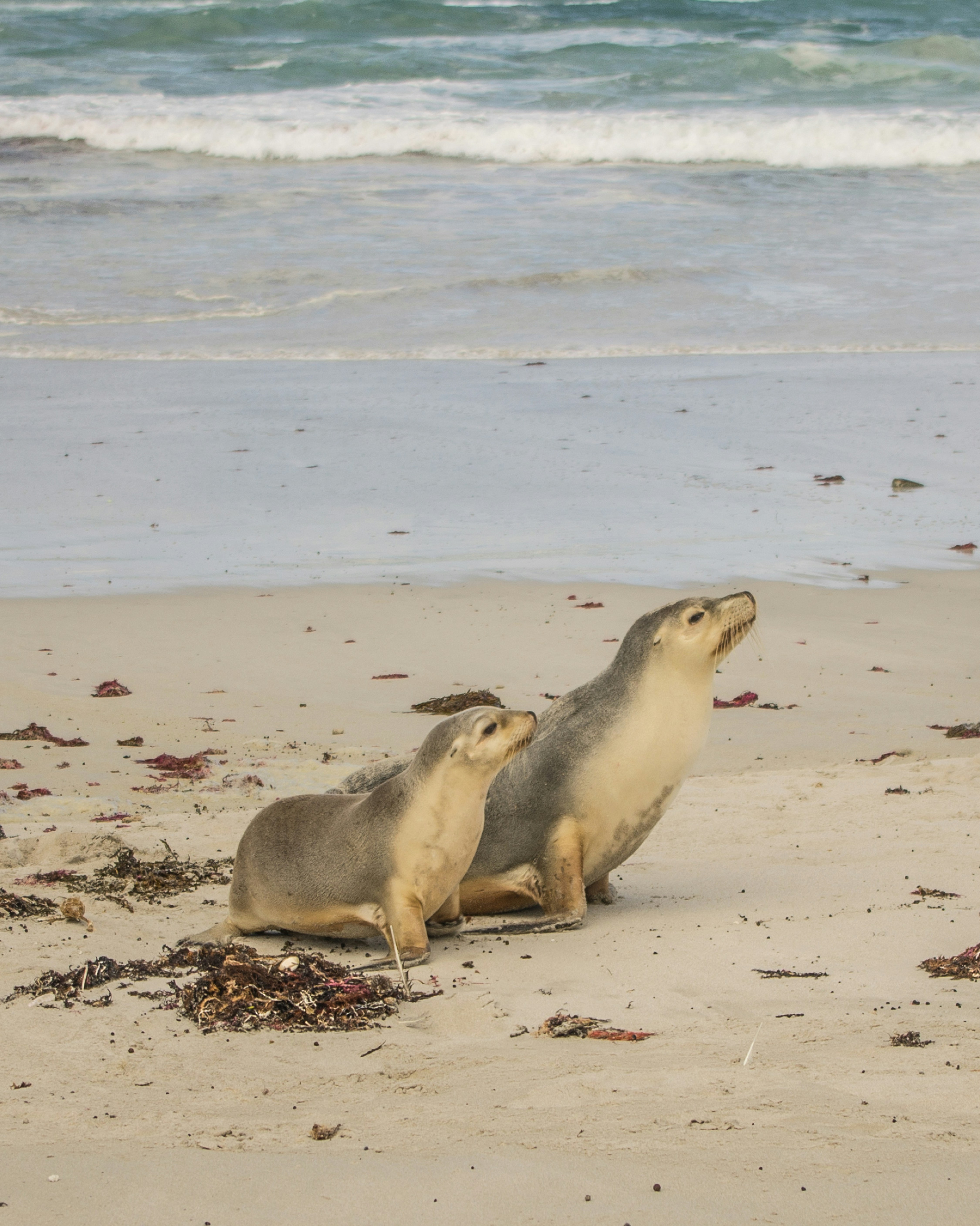 Two Australian sea lions on a sandy beach near the ocean surf