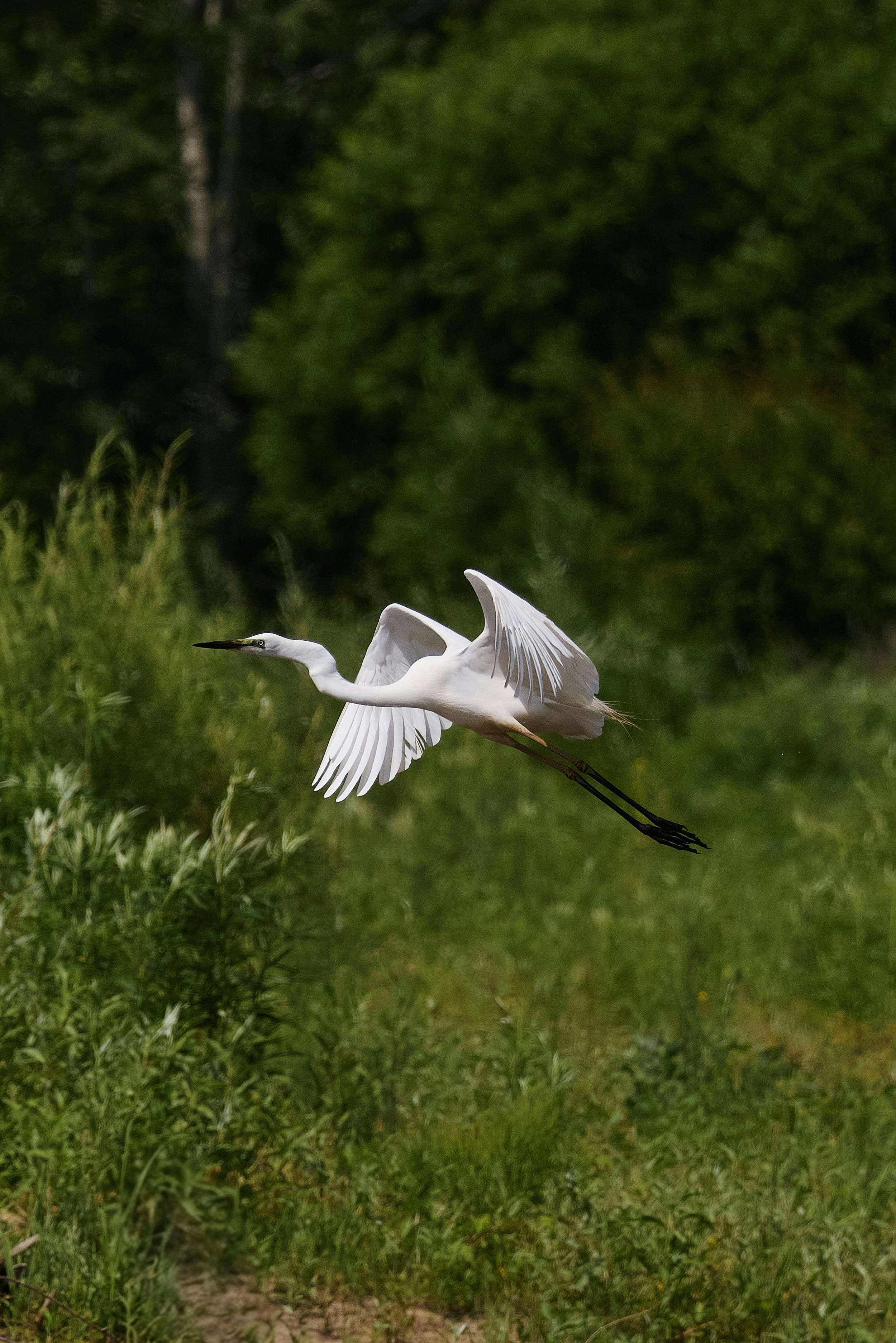 A white egret flying over a green grassy field with trees in background