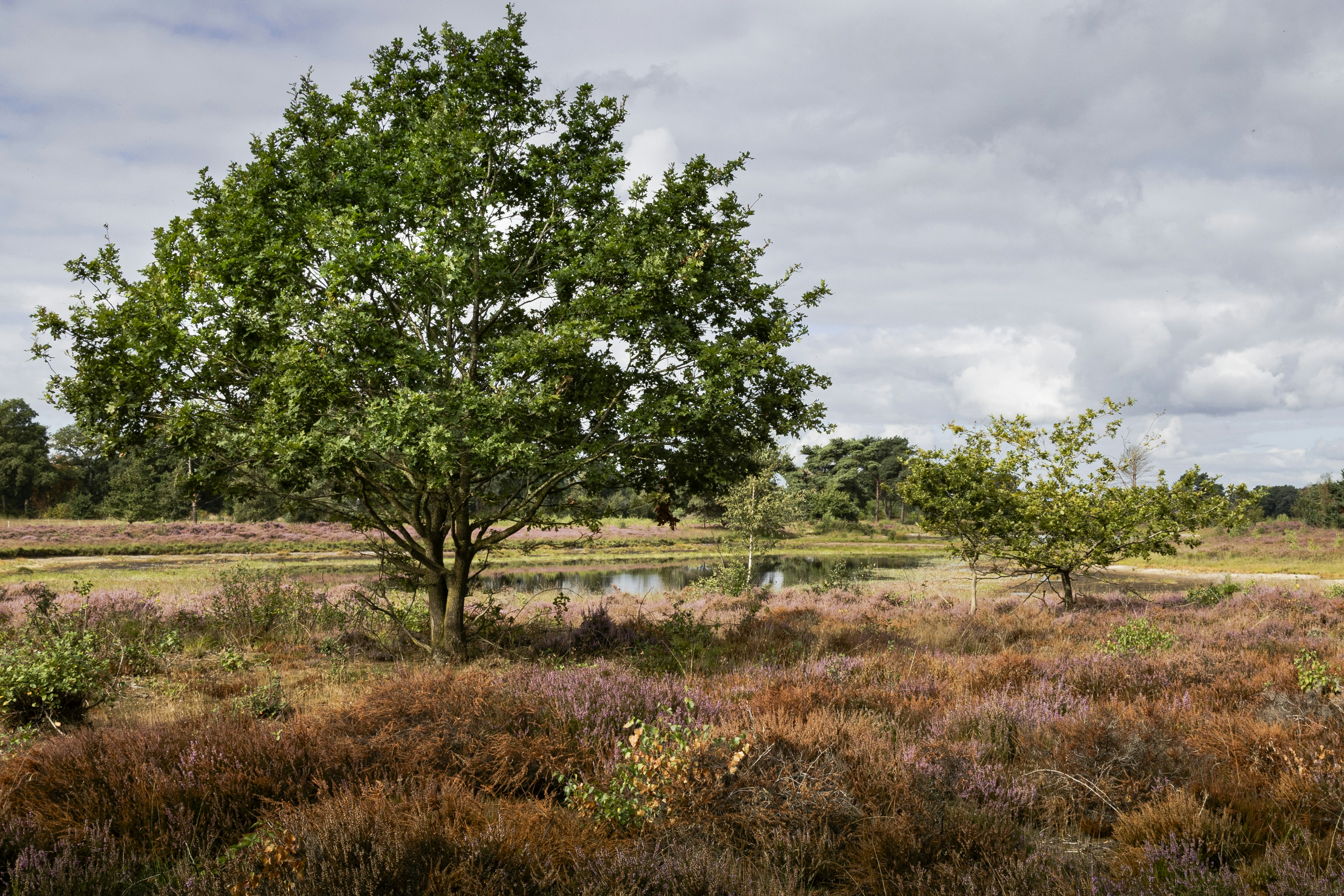A large oak tree in a field of purple heather near a pond