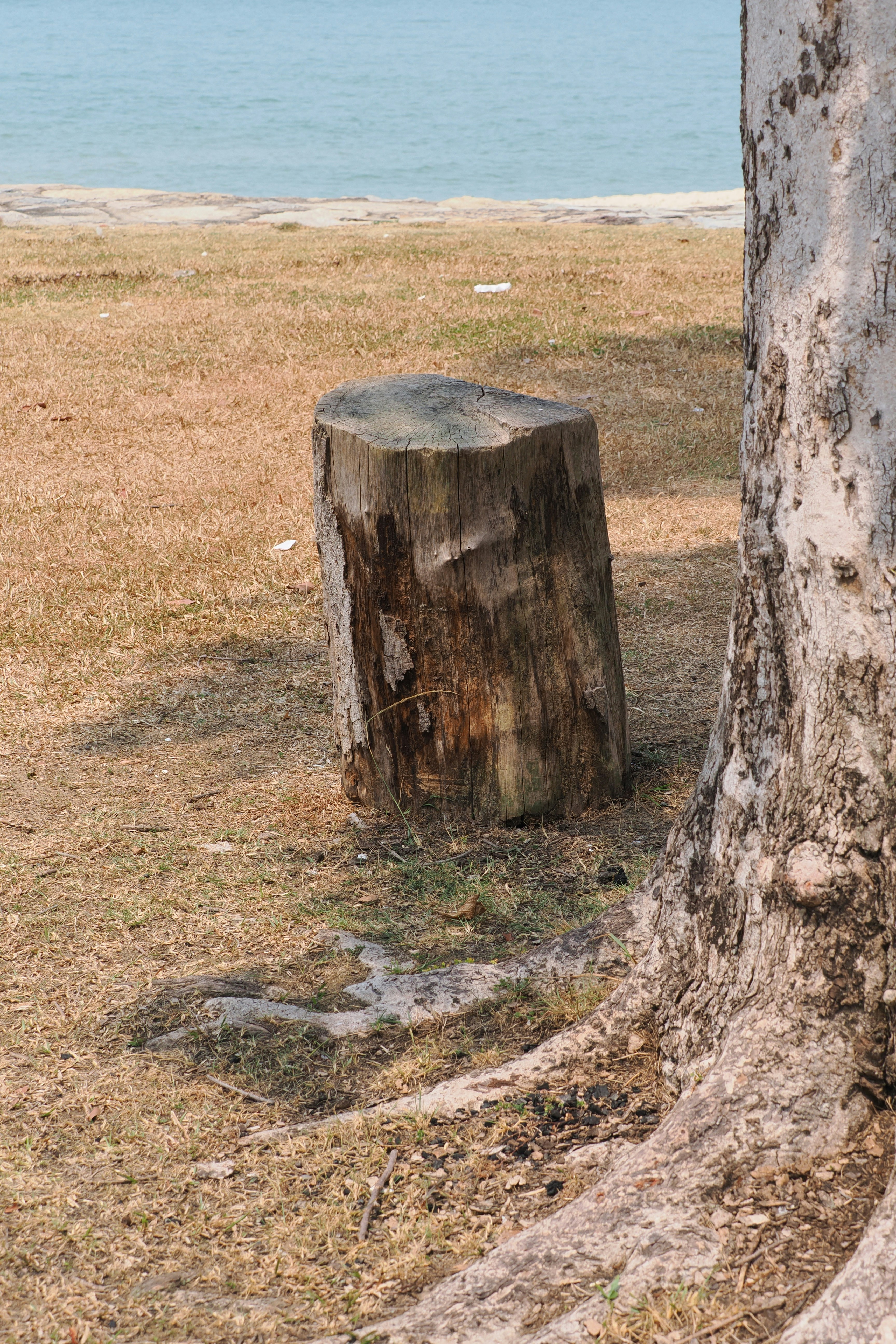 A weathered tree stump on dry grass near a large tree and water