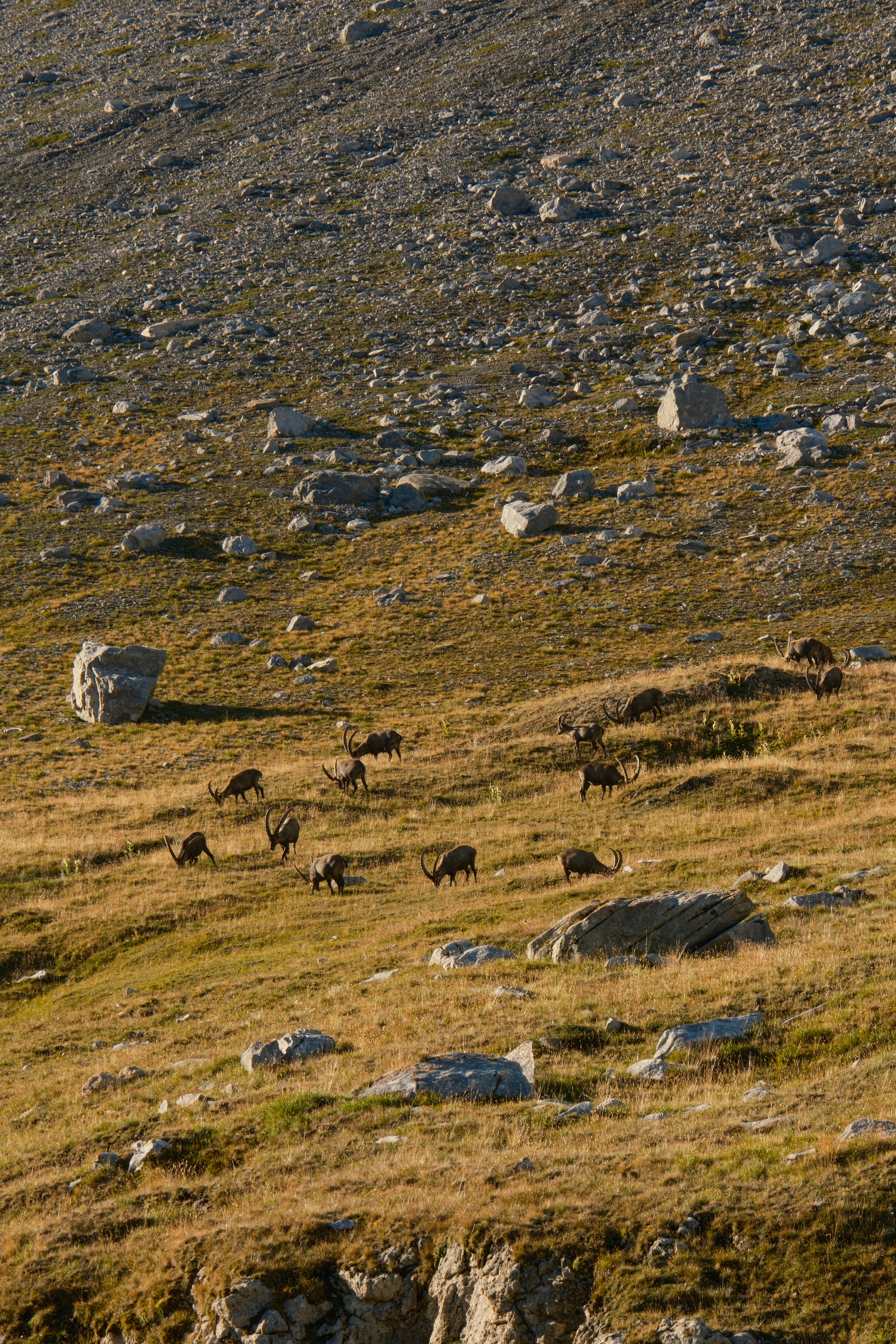 A herd of ibex grazing on a rocky mountain slope in golden light