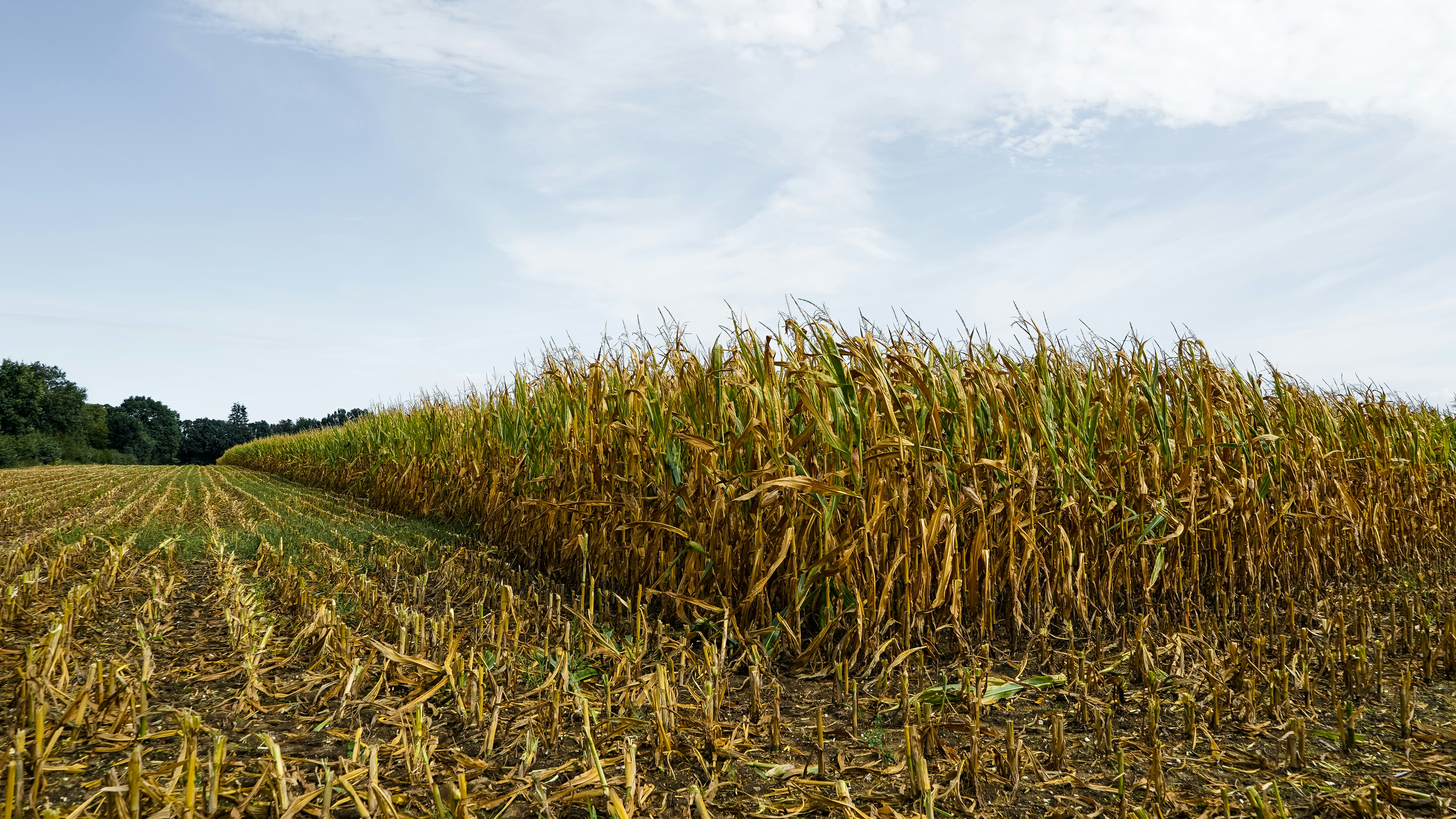 A field of dry corn stalks under a pale blue sky