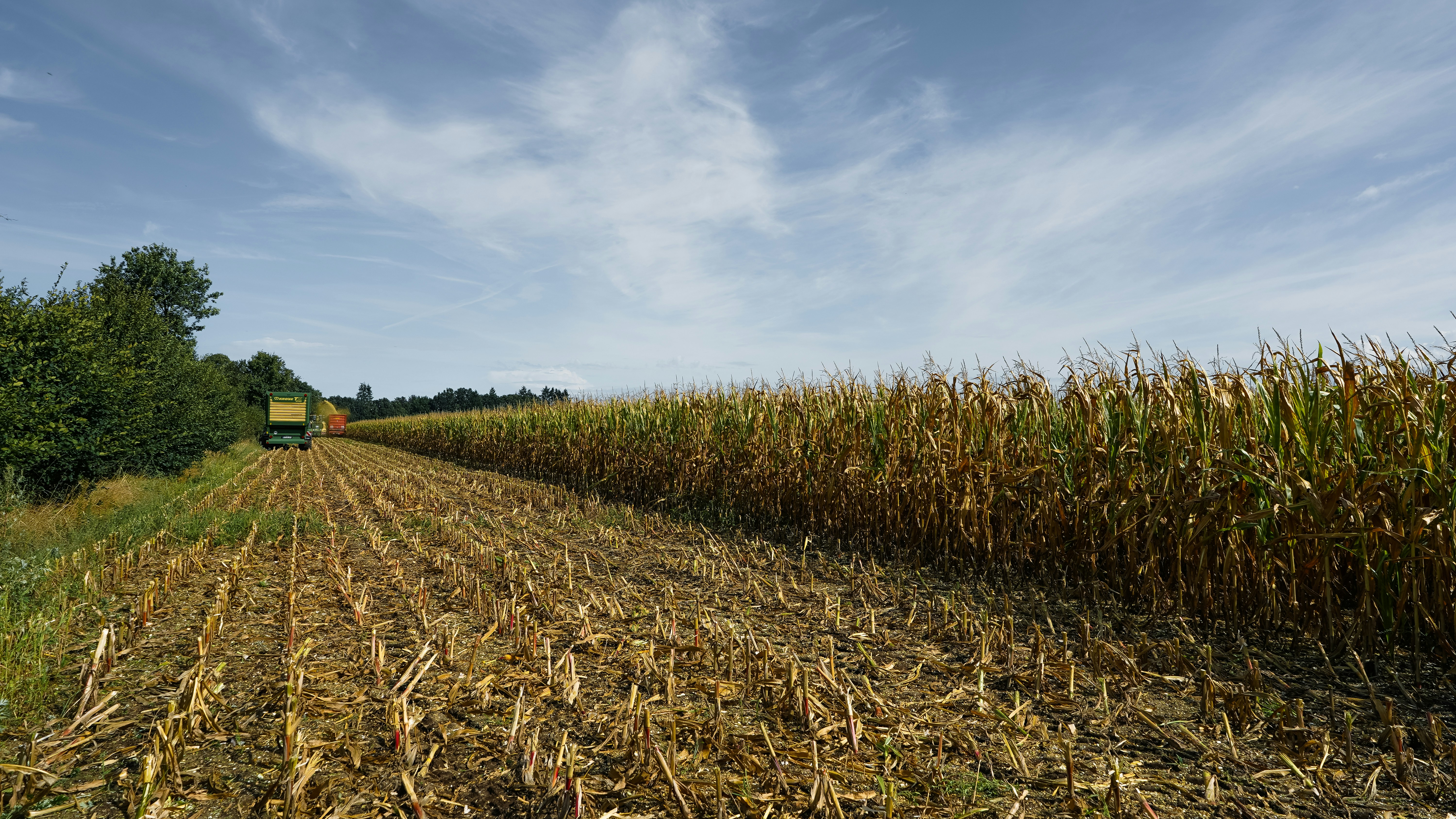 A green forage harvester harvesting a field of dry corn under a blue sky