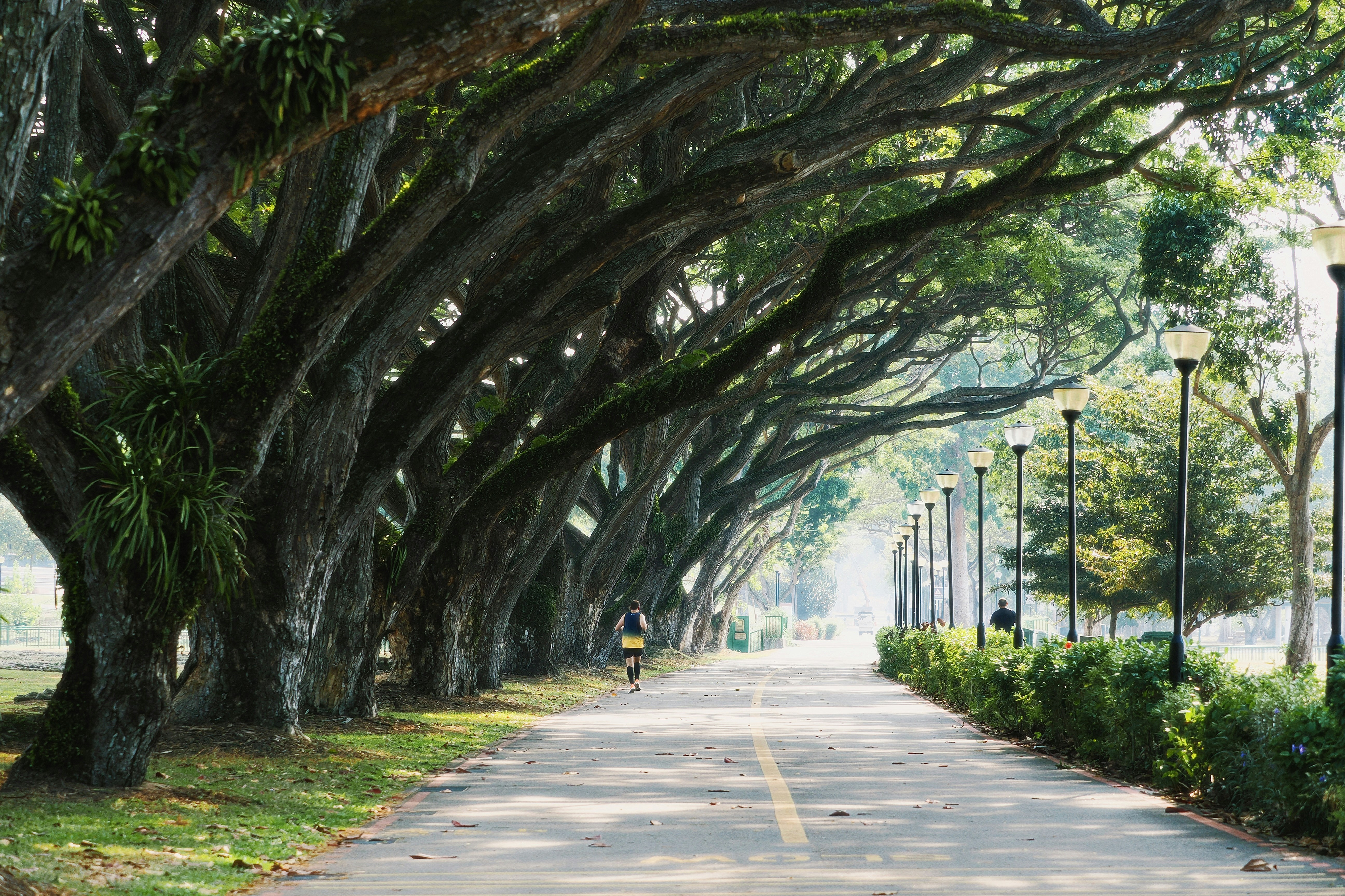 A person running on a path lined with large trees and street lamps