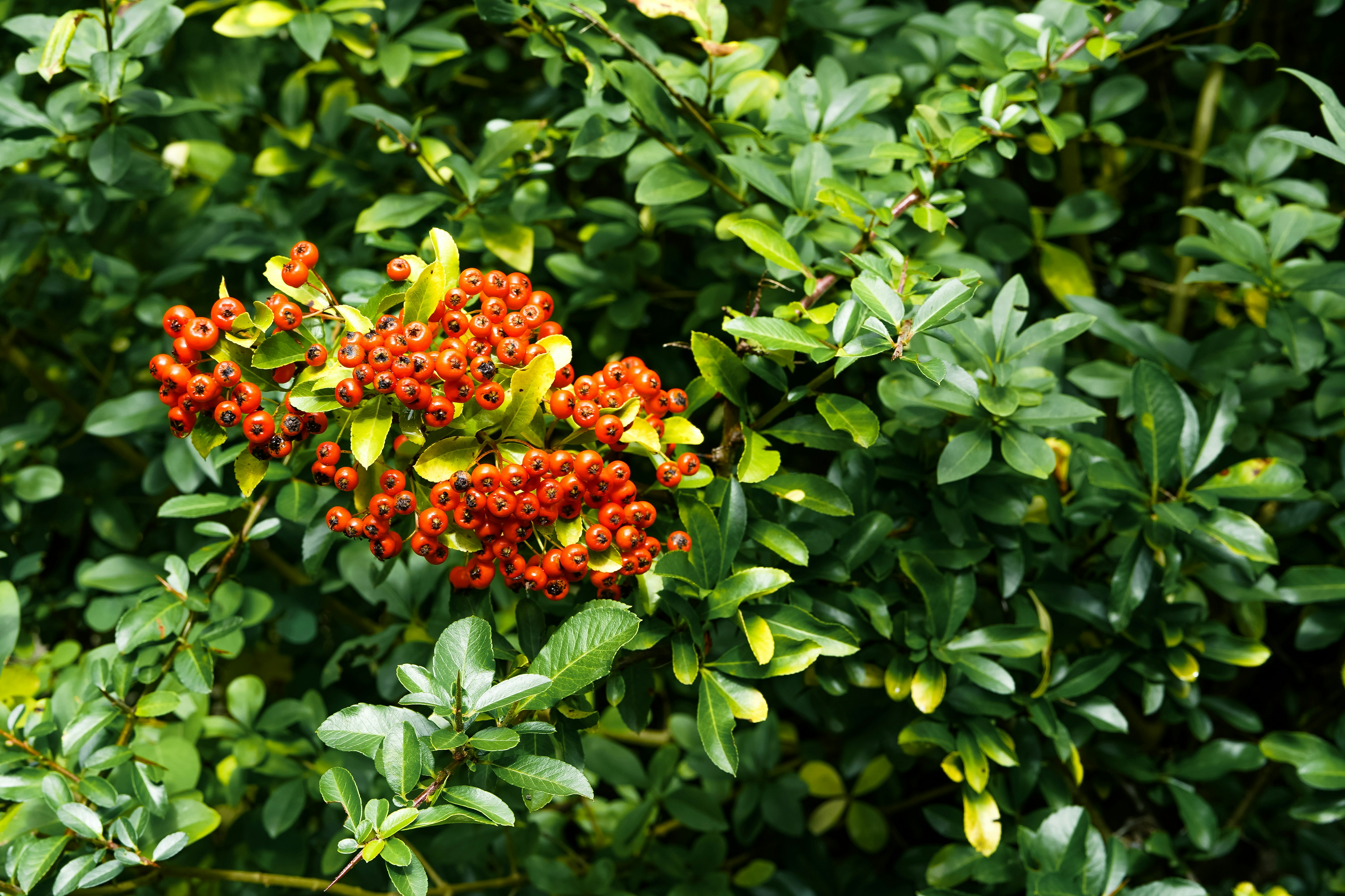 A cluster of bright red berries growing on a green firethorn bush