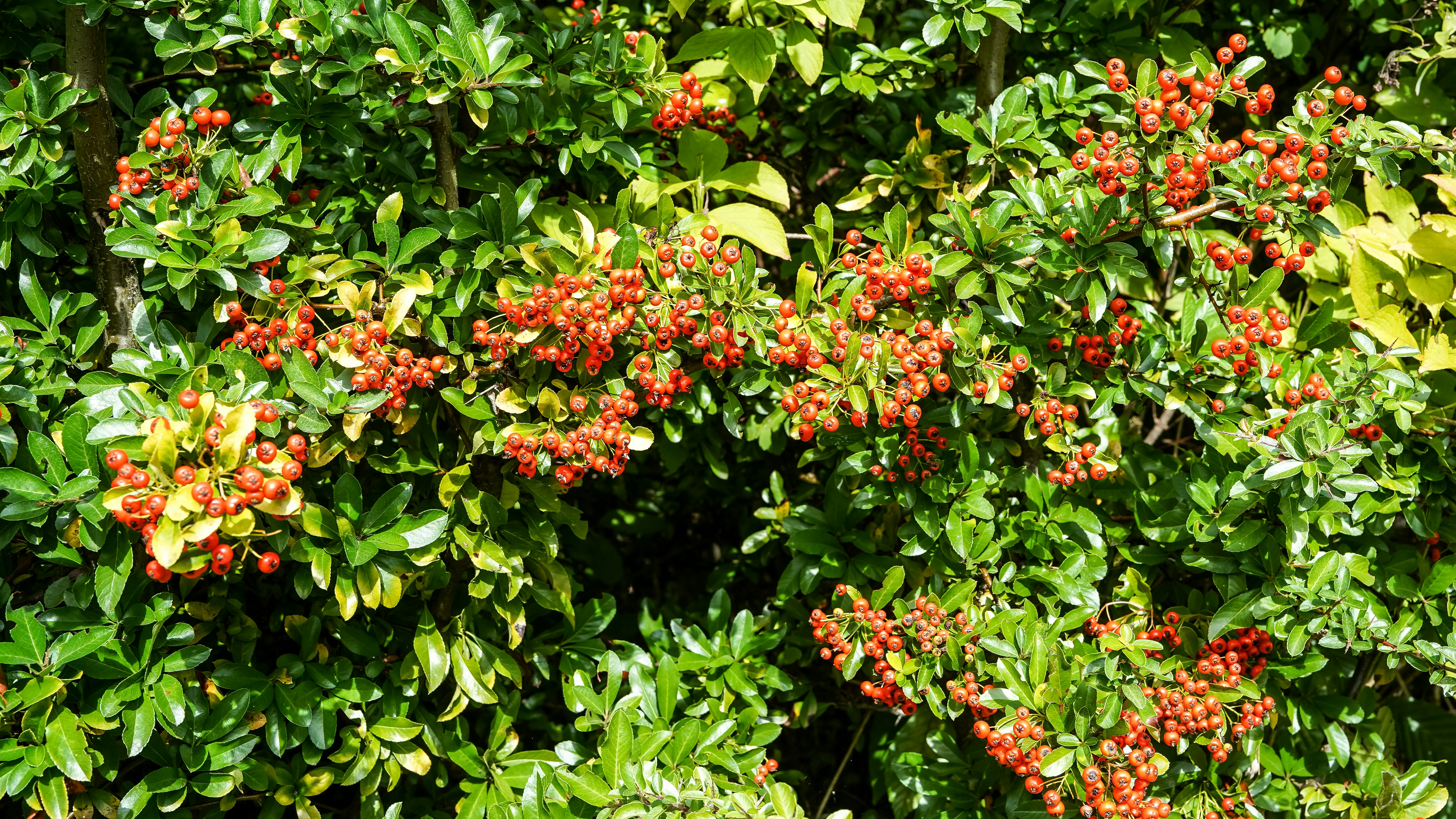 Clusters of bright red berries on a green pyracantha shrub in sunlight