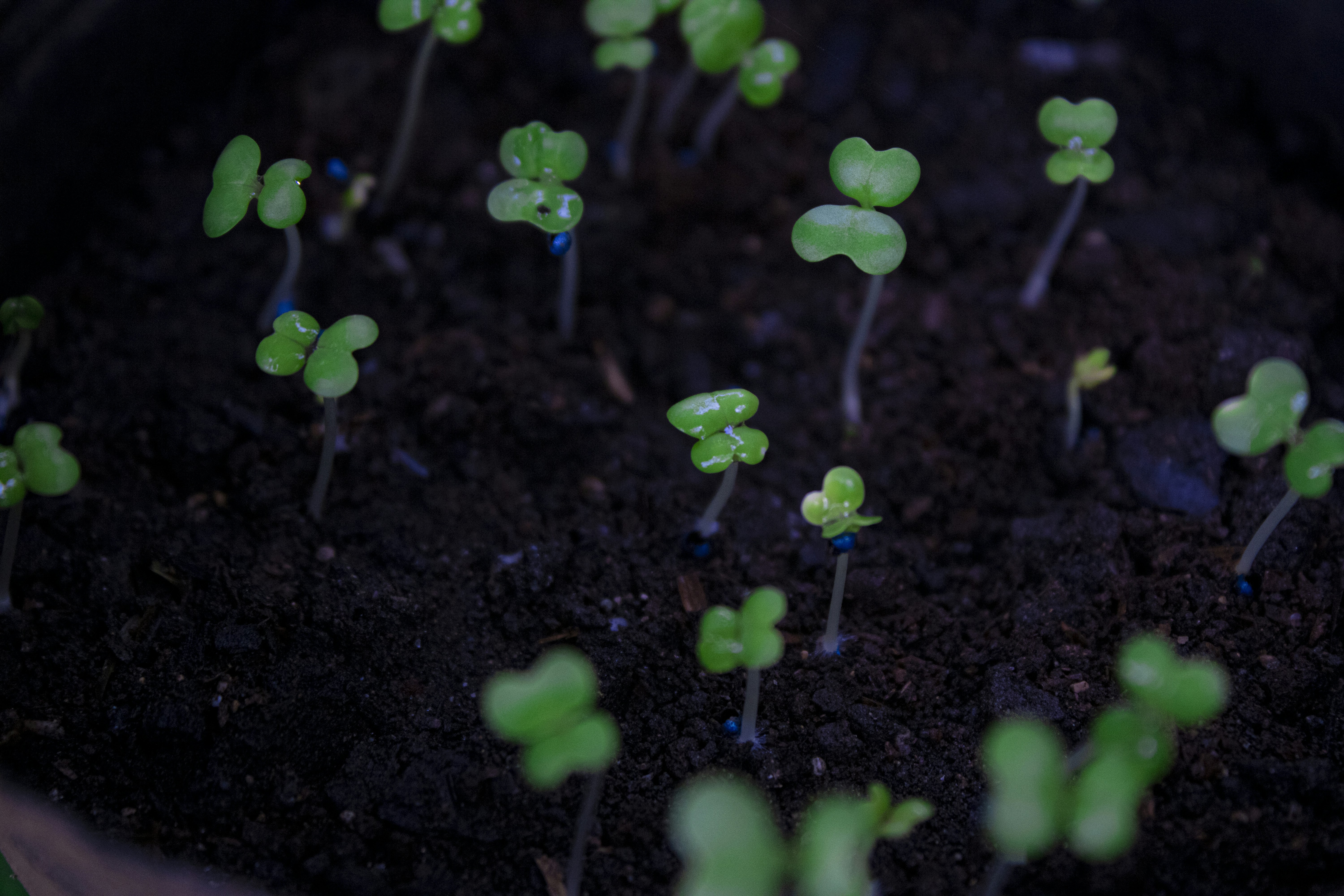 Small green seedlings sprouting from dark moist soil in a garden