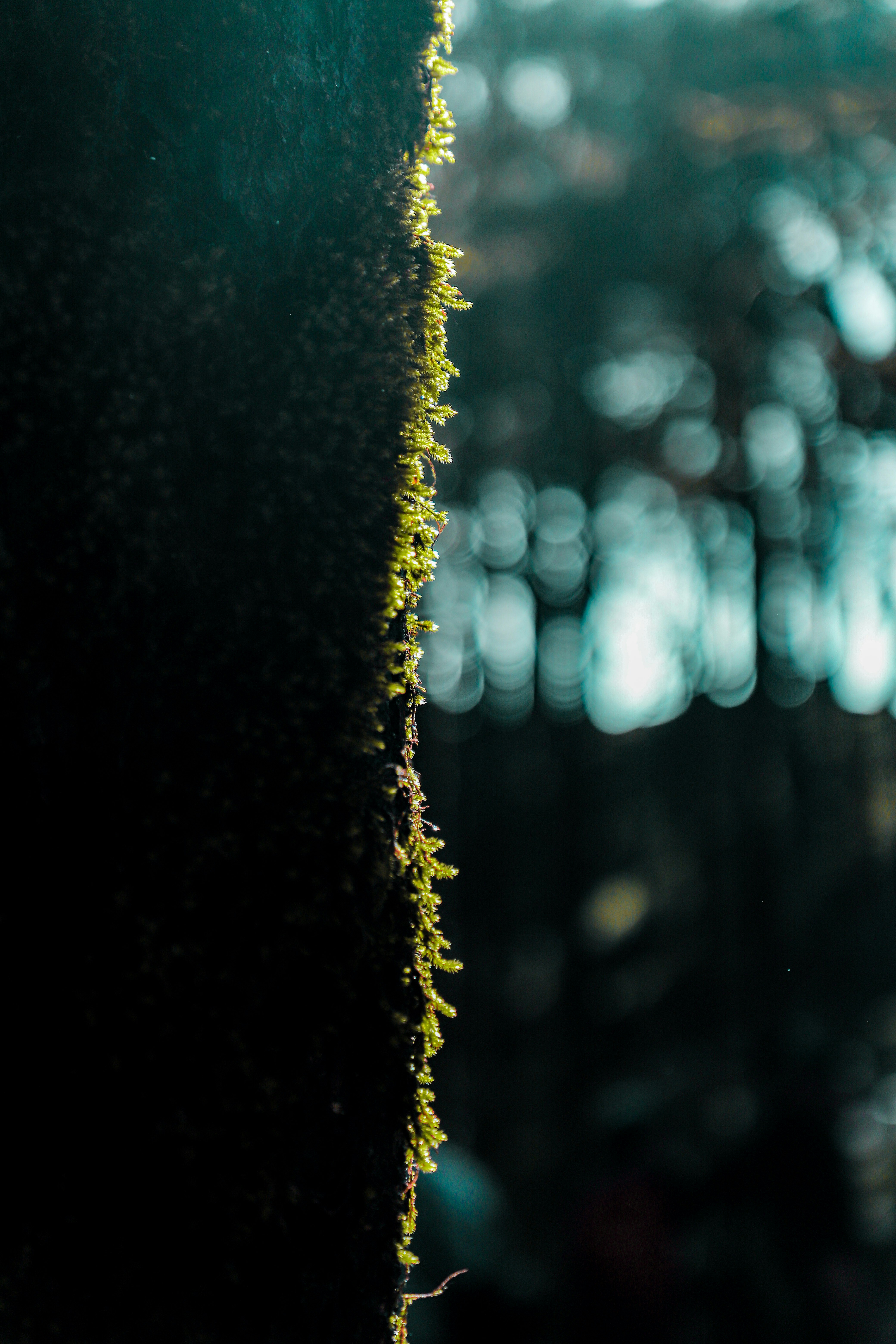 Bright green moss growing along the edge of a dark tree trunk