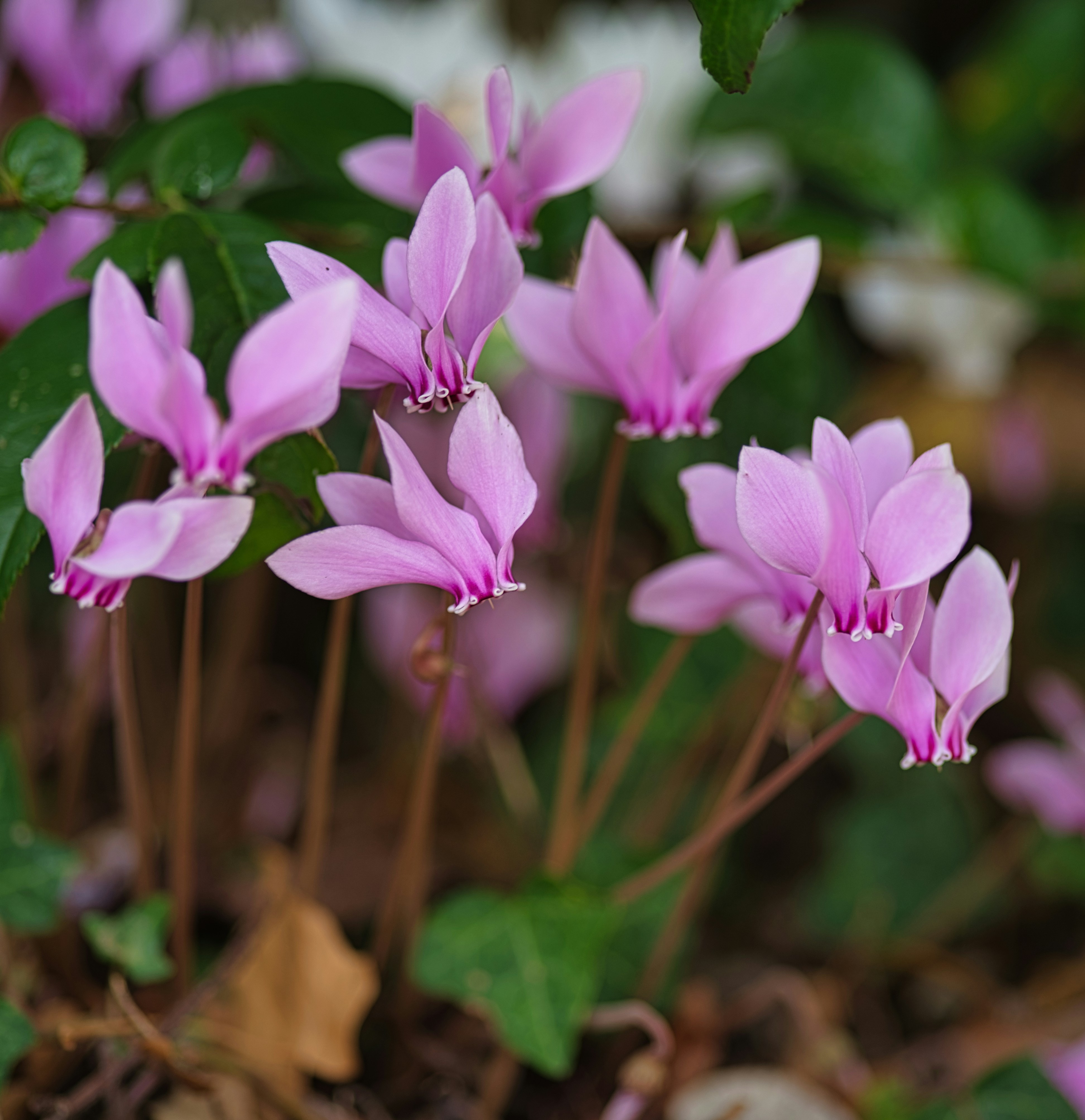 Flores de ciclamenes rosas con pétalos en forma de remontada floreciendo entre hojas verdes