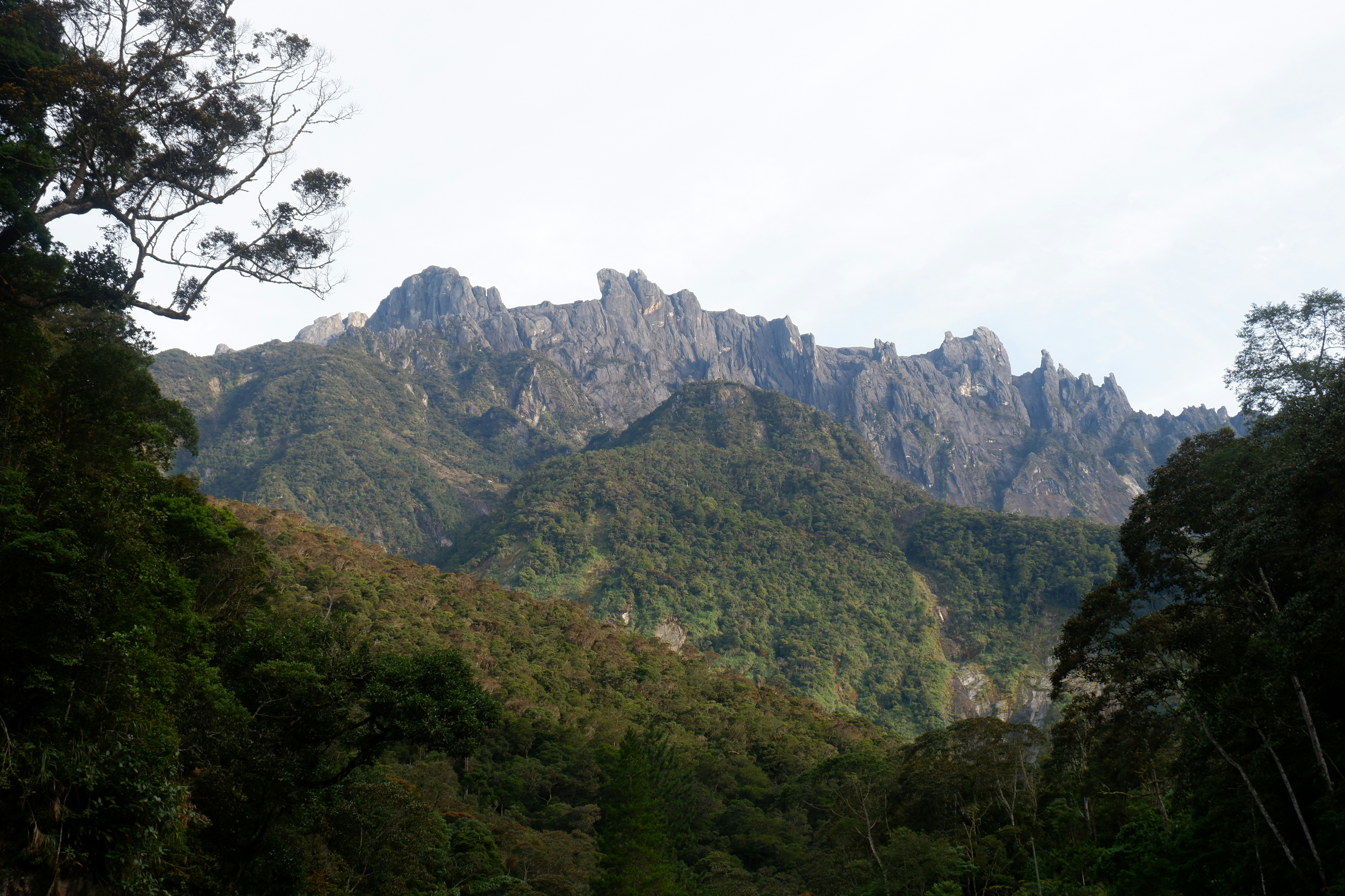 Borneo tropical forest landscape, wallpaper, Garis Waktu Perang Banjar di Demak: Fakta dan Analisis Sejarah 4