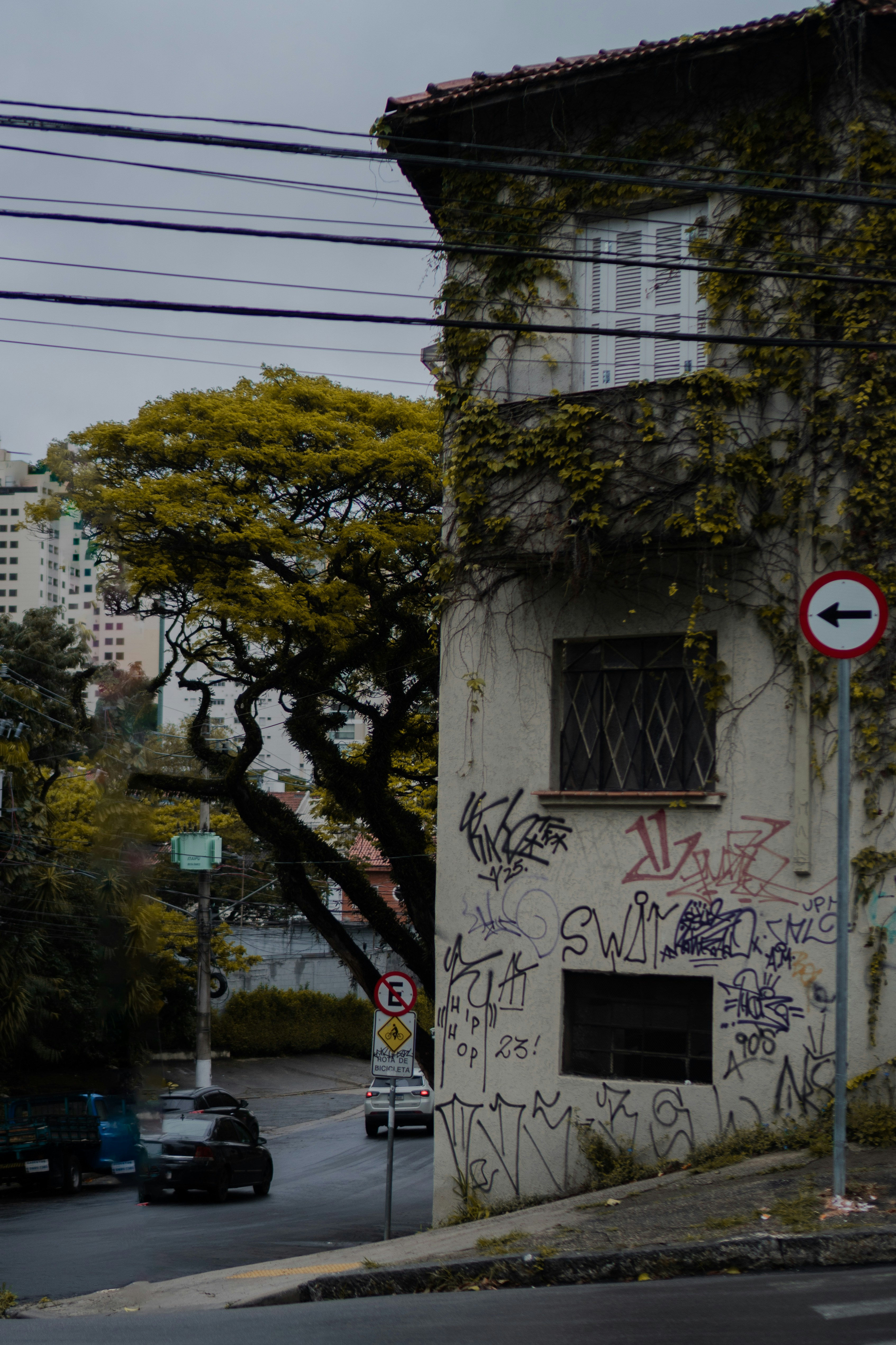 A graffiti-covered building with ivy on a street corner near a large tree
