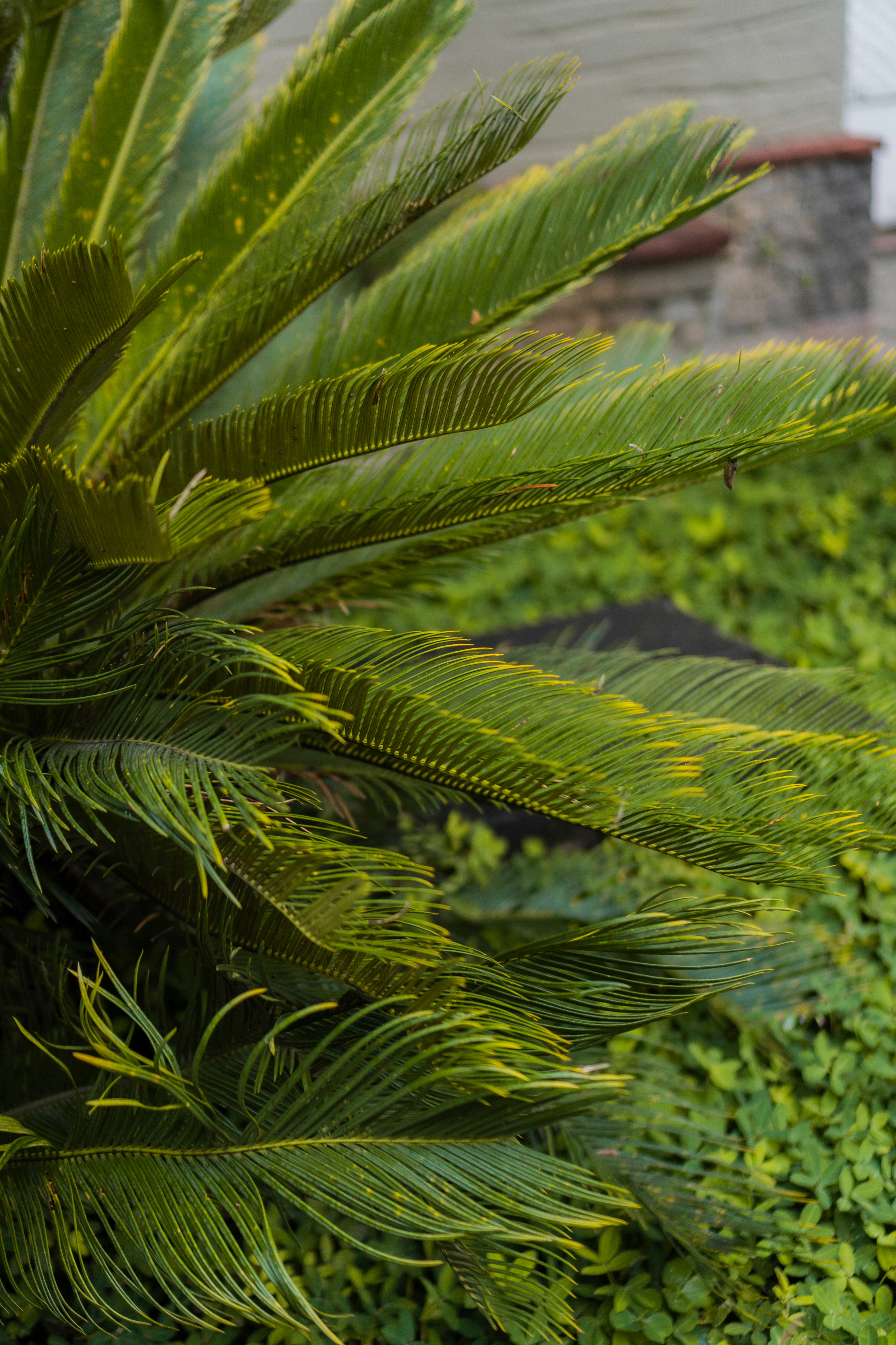 A sago palm with long green fronds above a patch of low groundcover