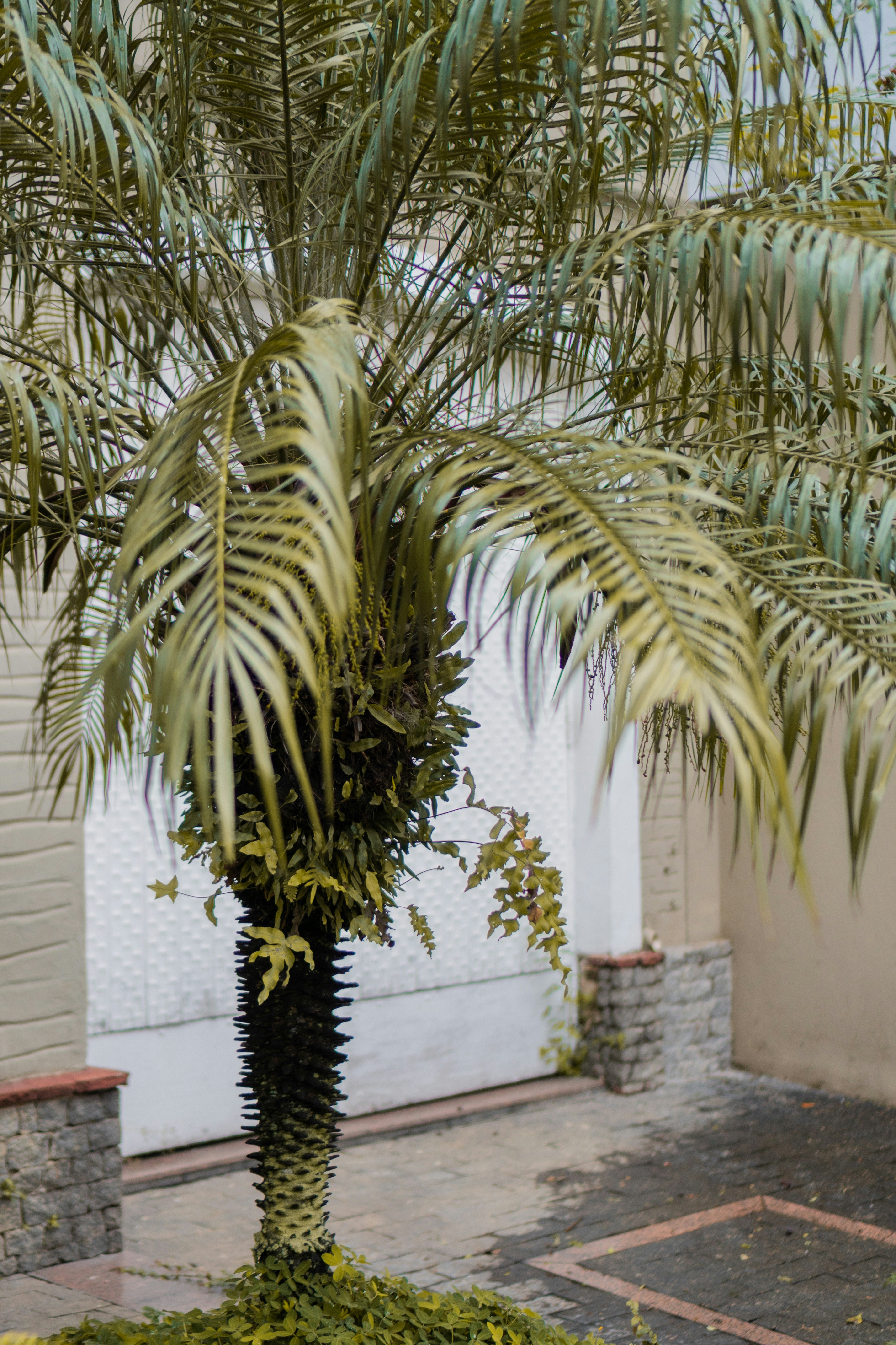 A spiky palm tree with long fronds in front of a white wall