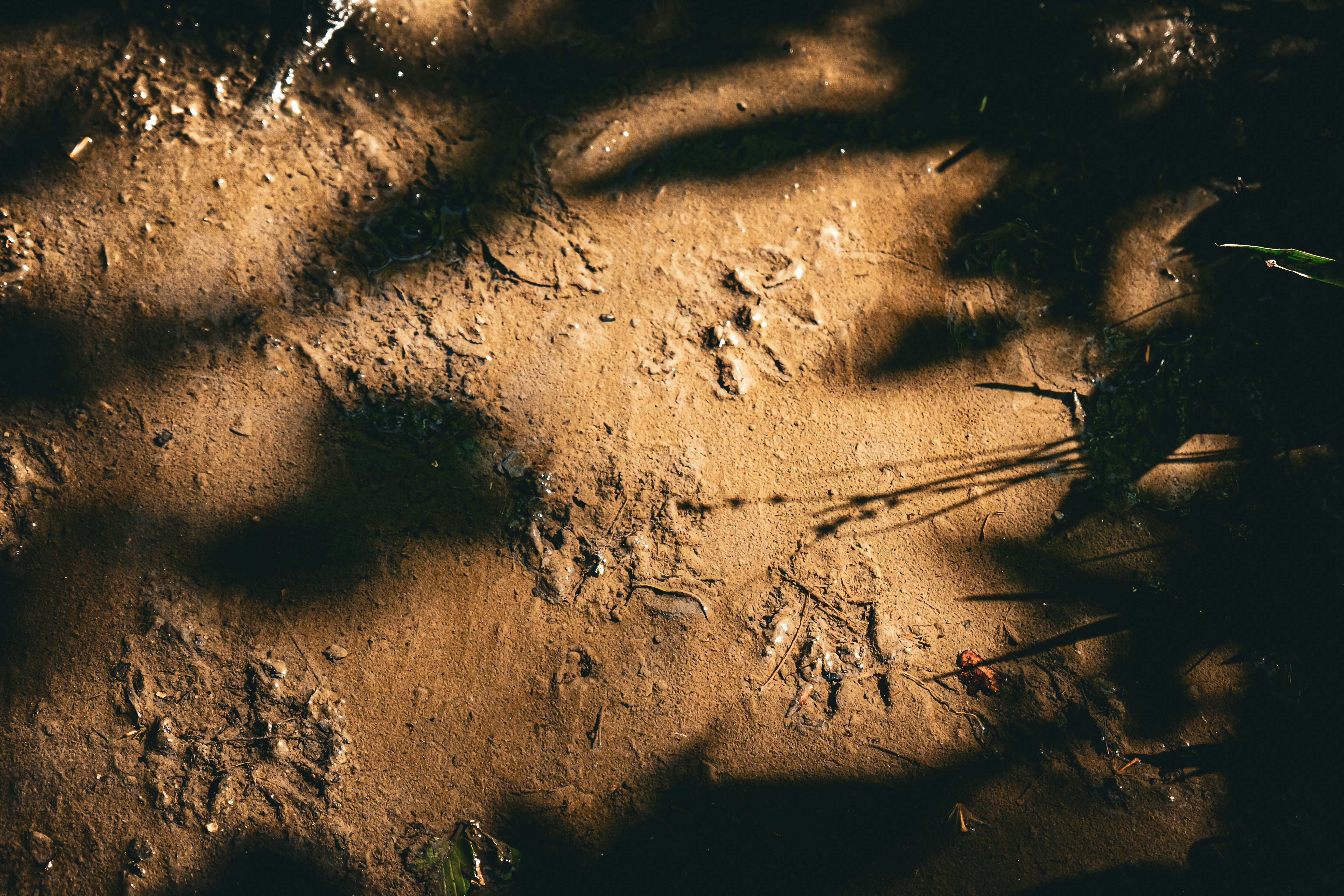 Animal tracks in wet brown mud with shadows of grass cast across them