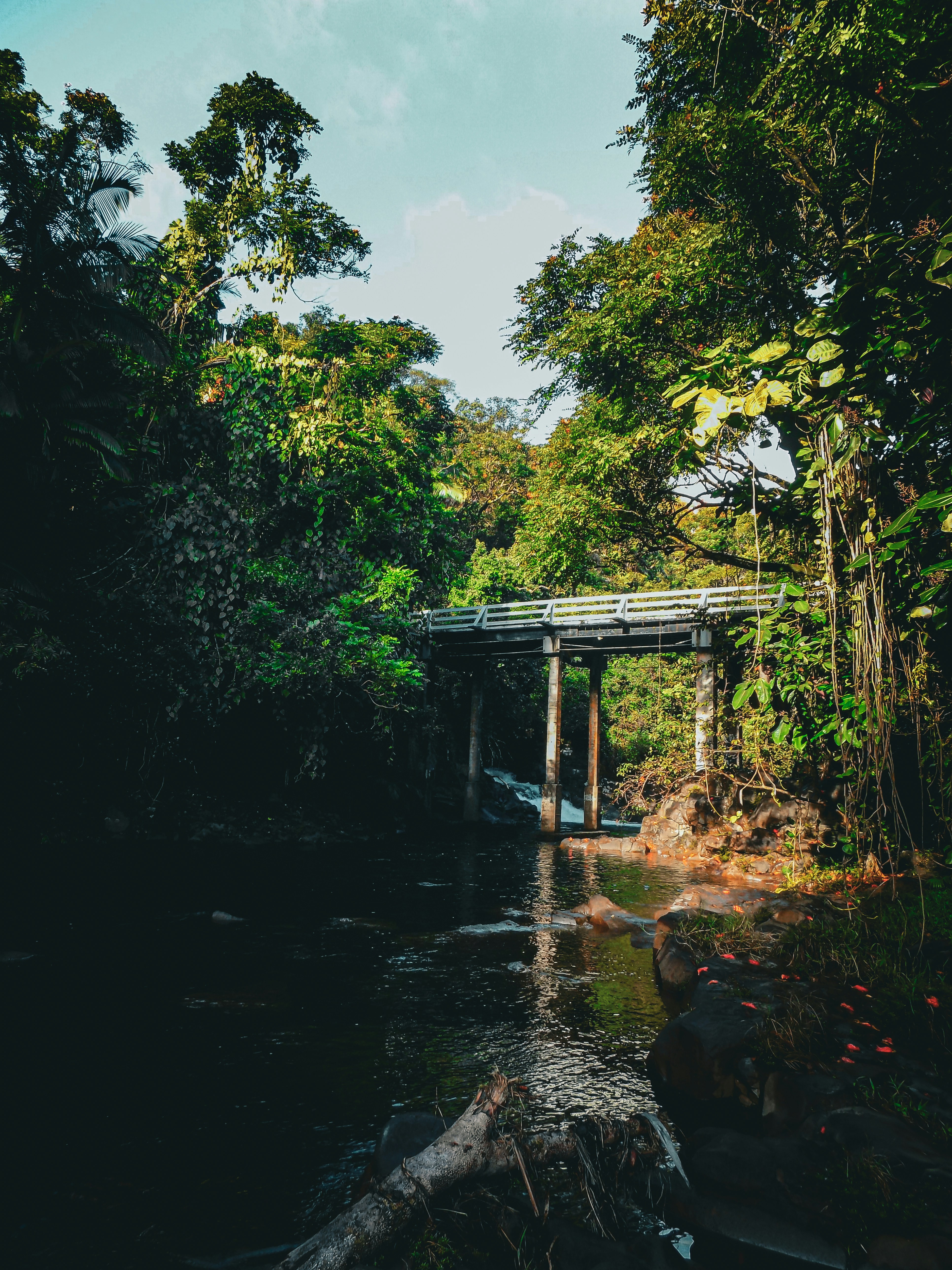 A concrete bridge spanning a dark river surrounded by dense tropical forest
