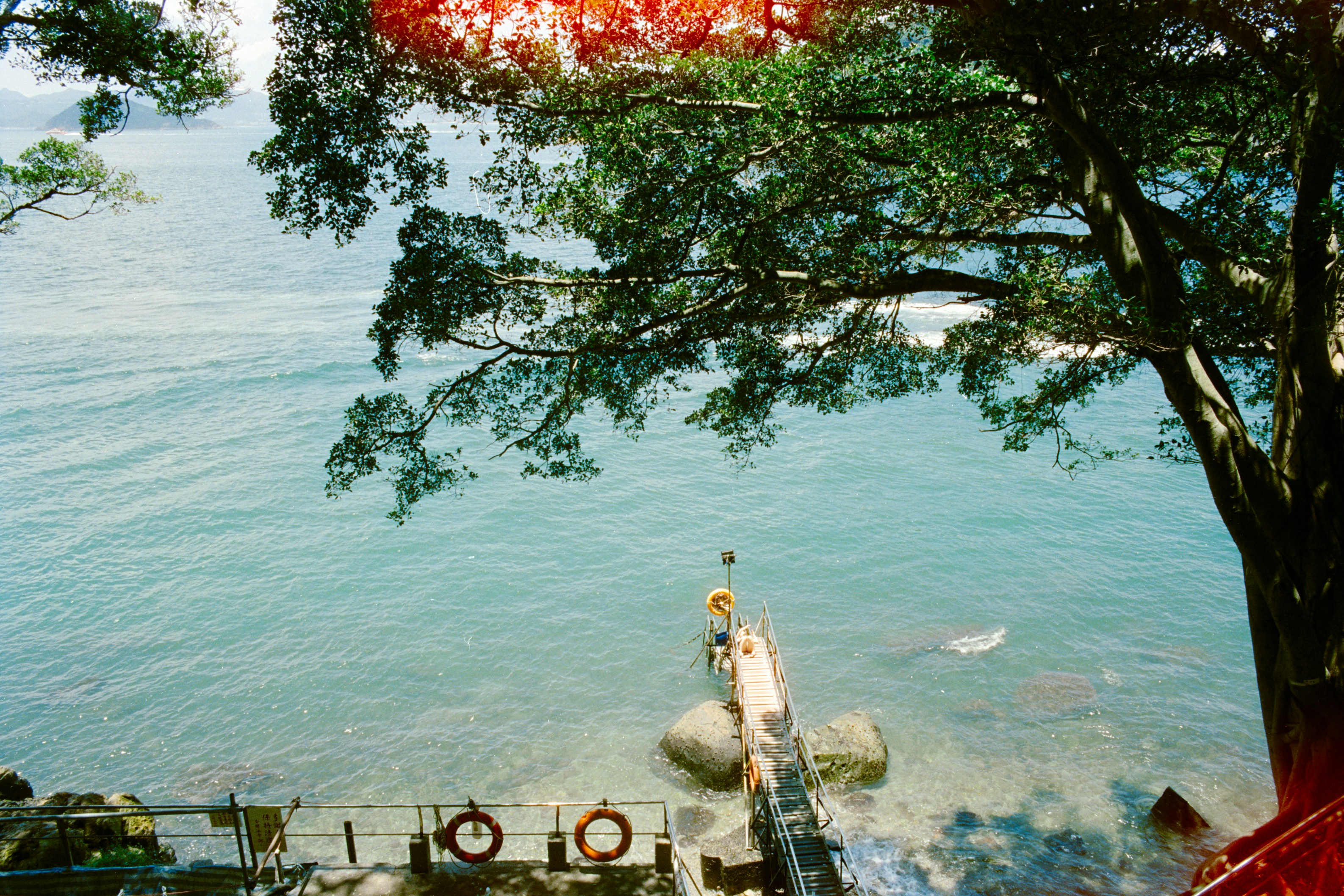 A wooden pier extending into blue water beneath the branches of a large tree