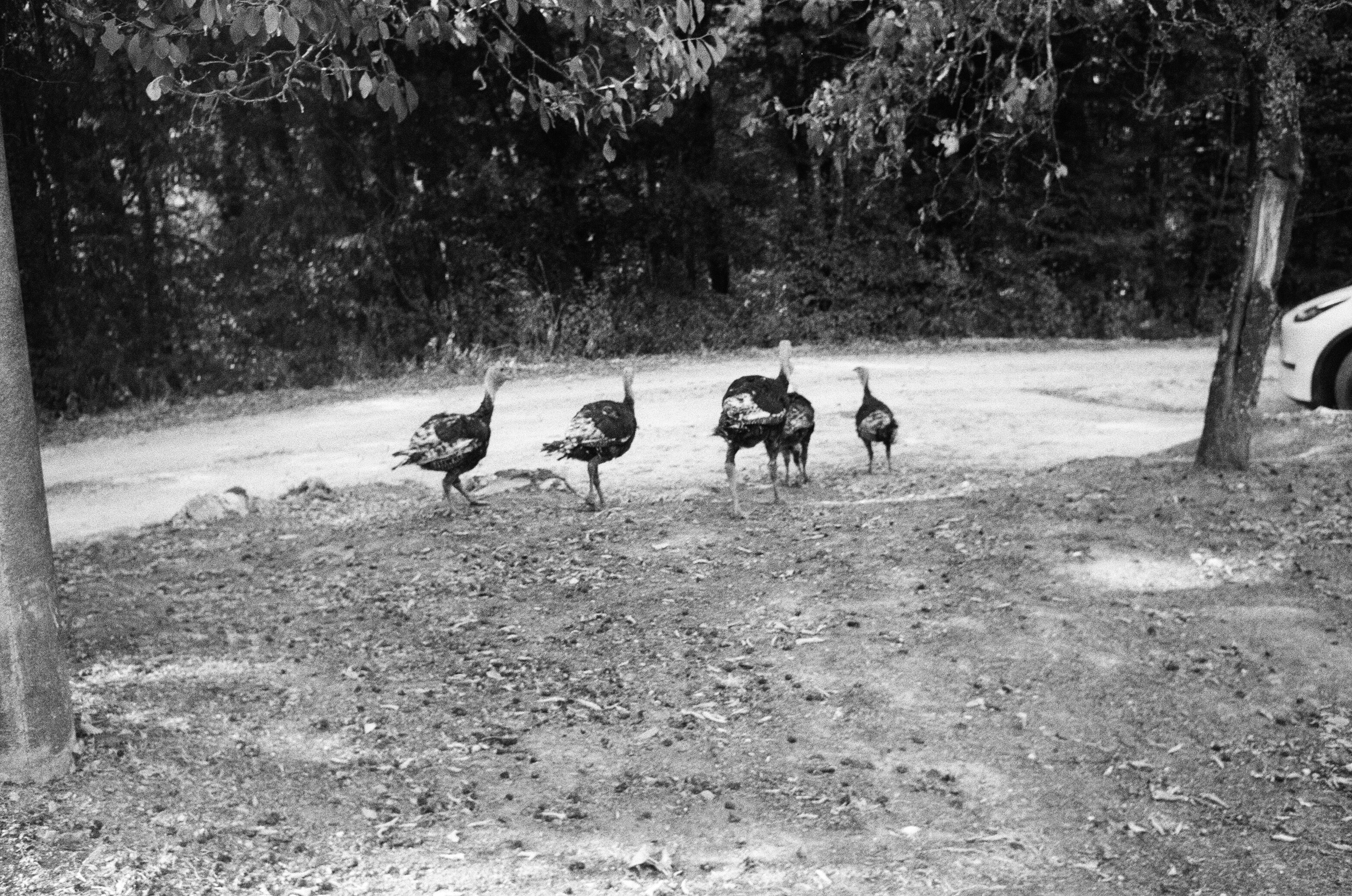 A group of wild turkeys walking across a dirt path near trees