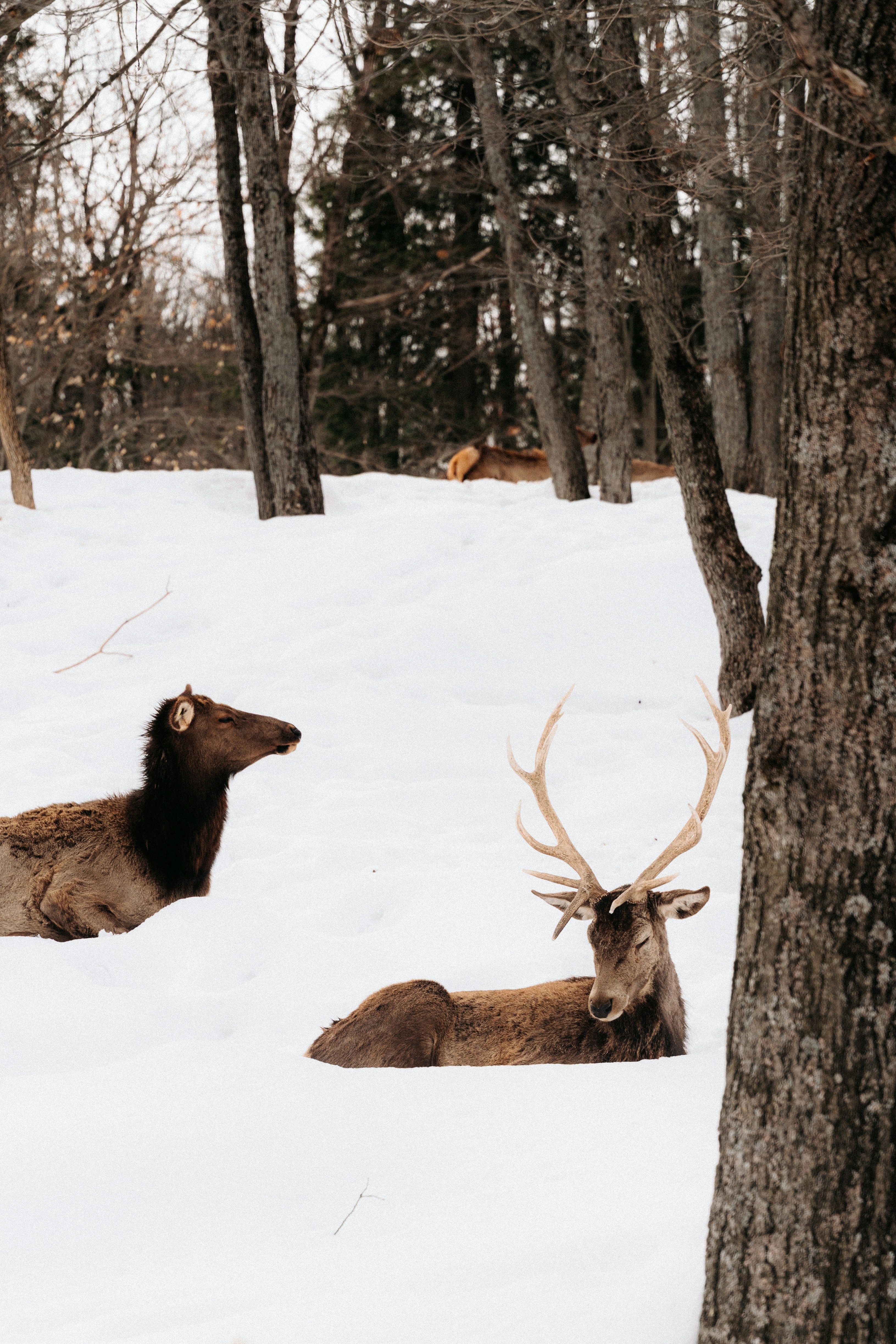 An elk and a red deer stag resting in deep snow among trees