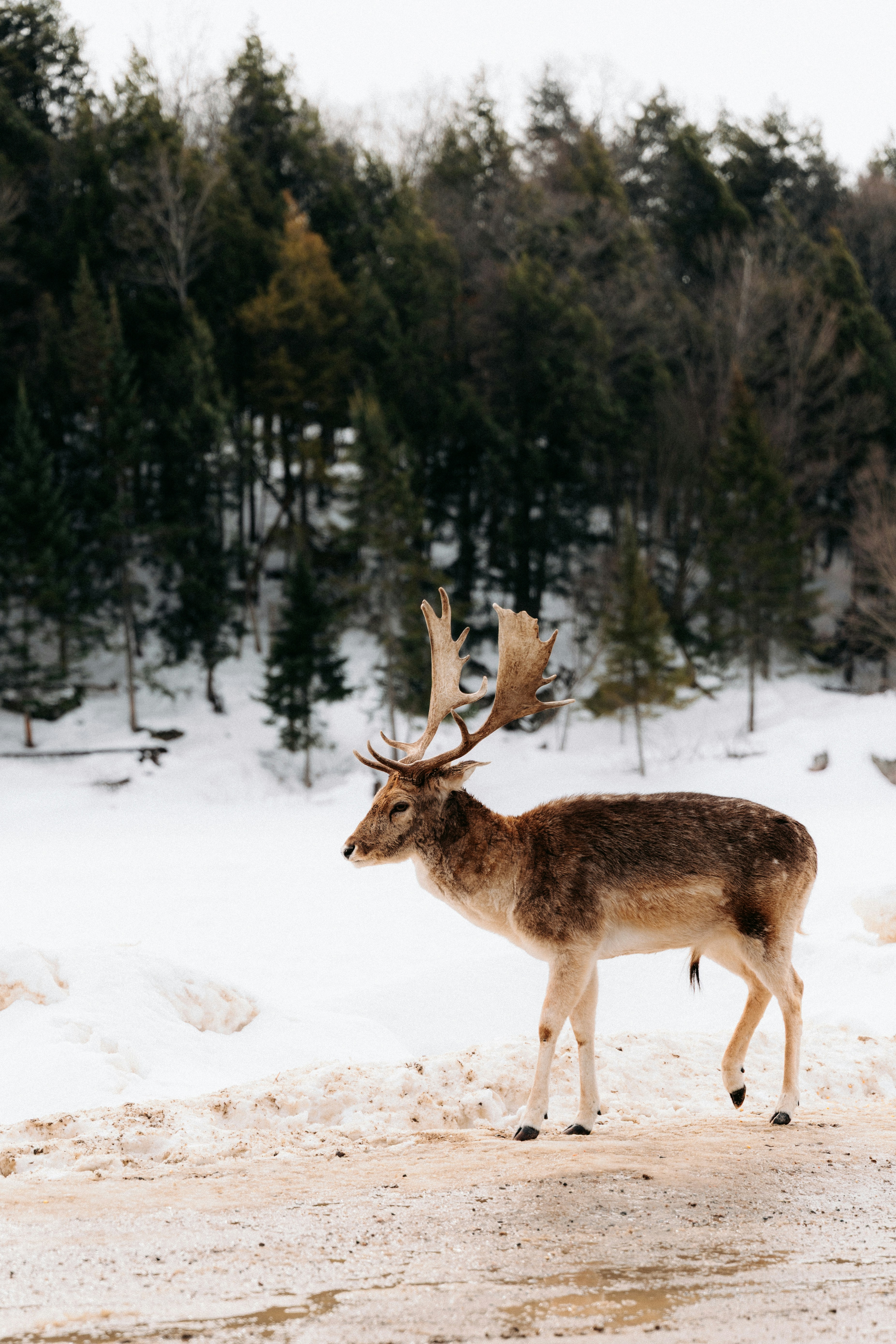 A fallow deer with large antlers in a snowy landscape in Montebello, Canada
