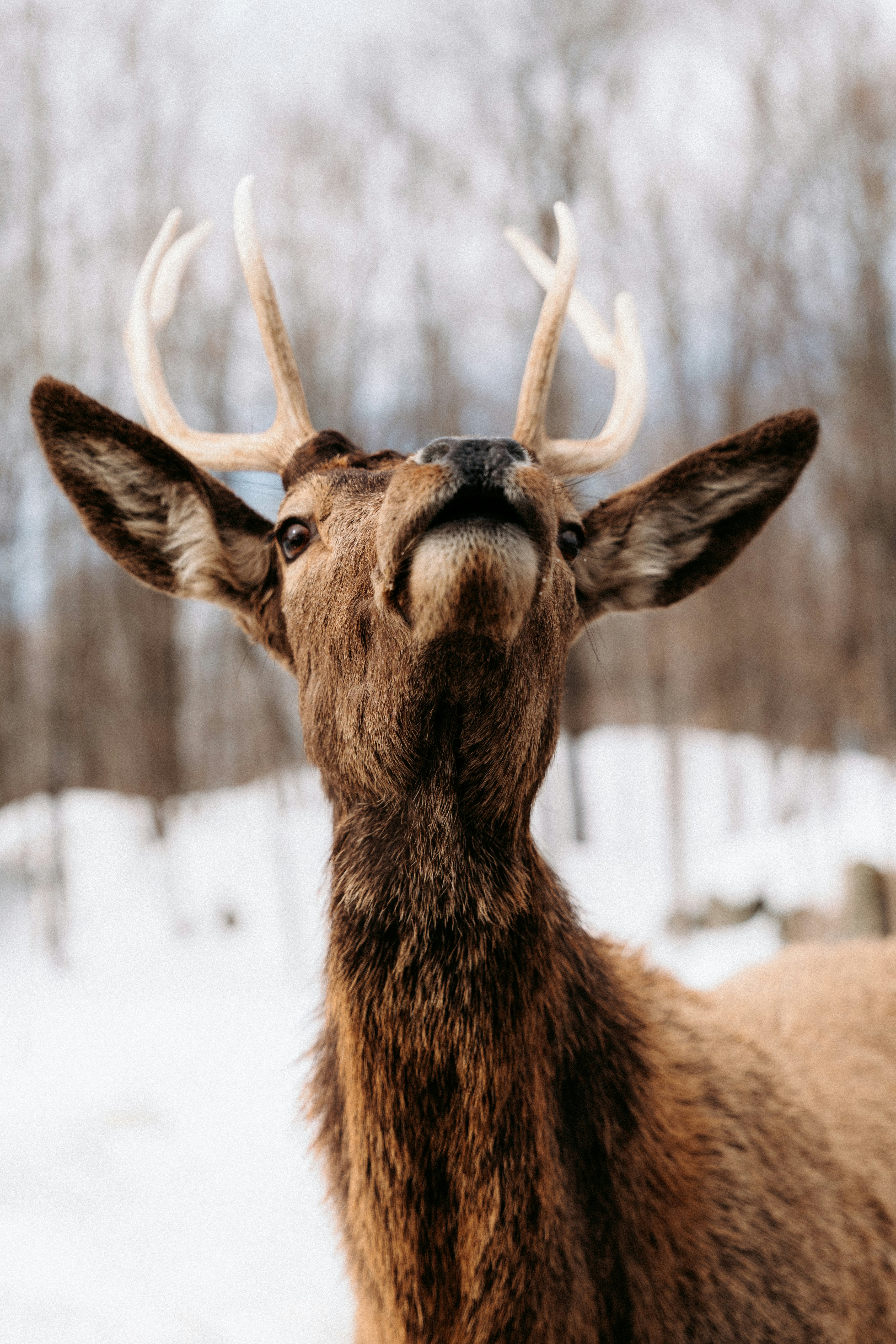 Photo of A male deer with antlers looking upward in a snowy forest by Mathias Reding