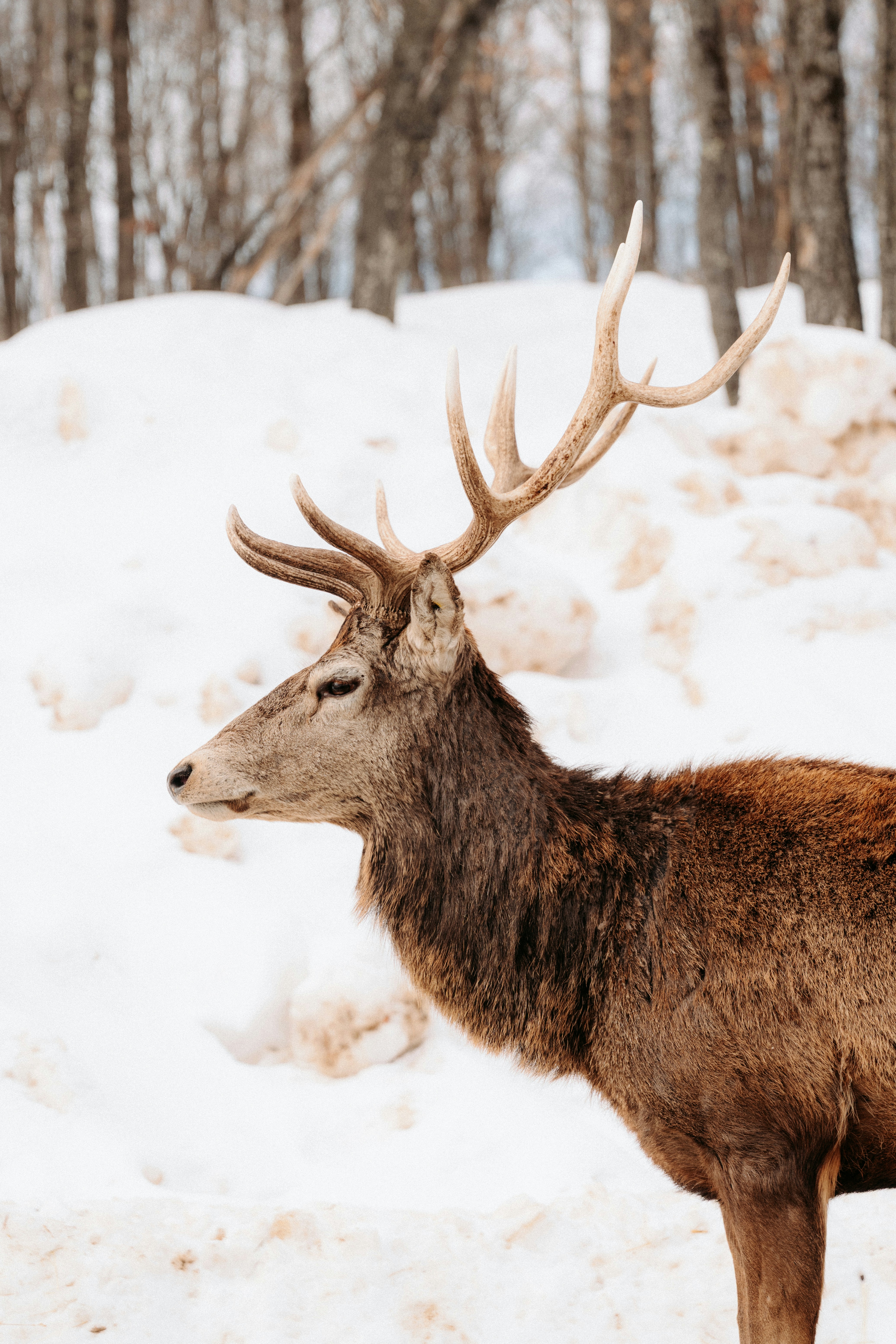 A red deer stag with large antlers in a snowy forest