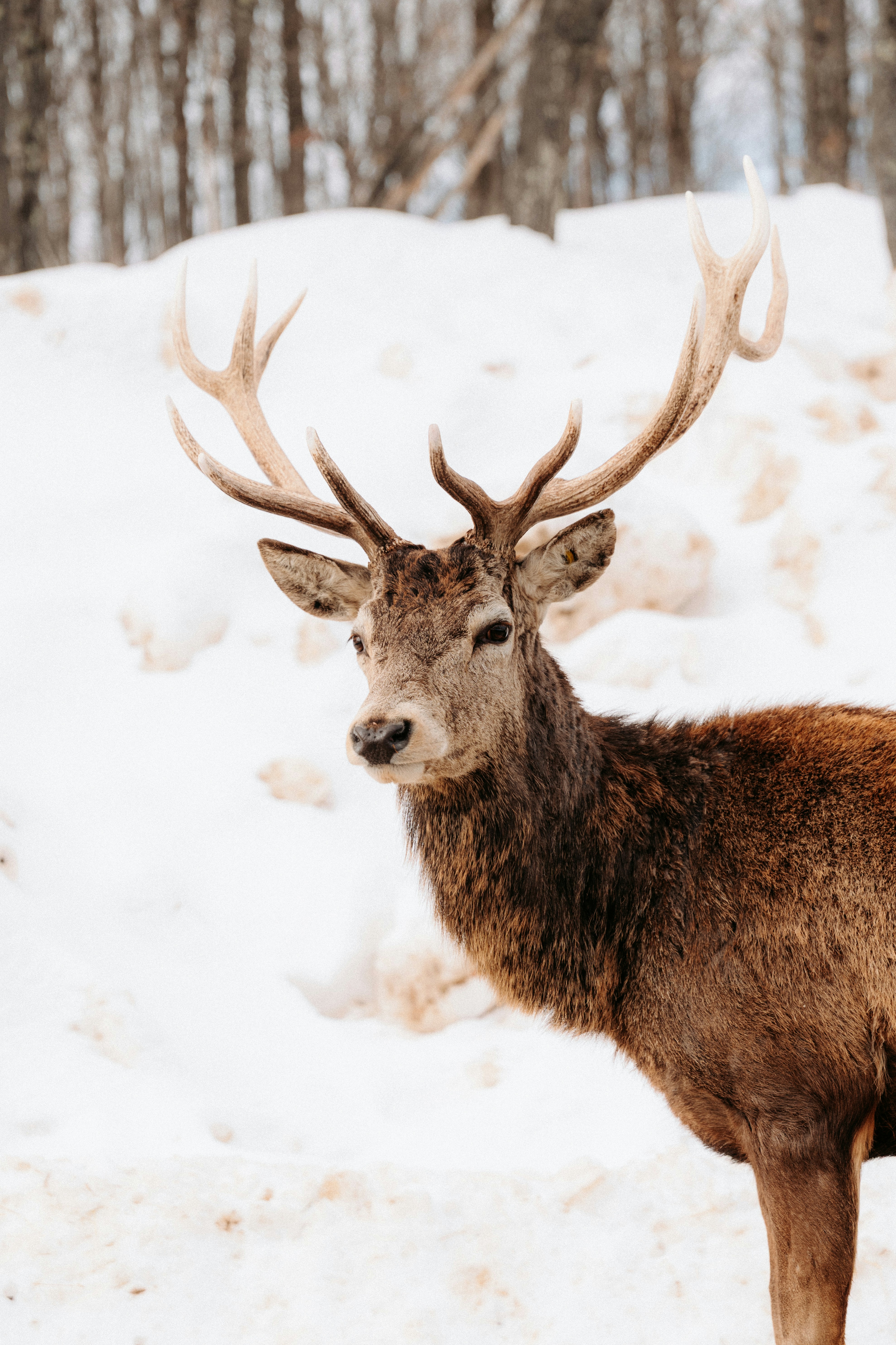 A red deer stag with large antlers in a snowy forest clearing