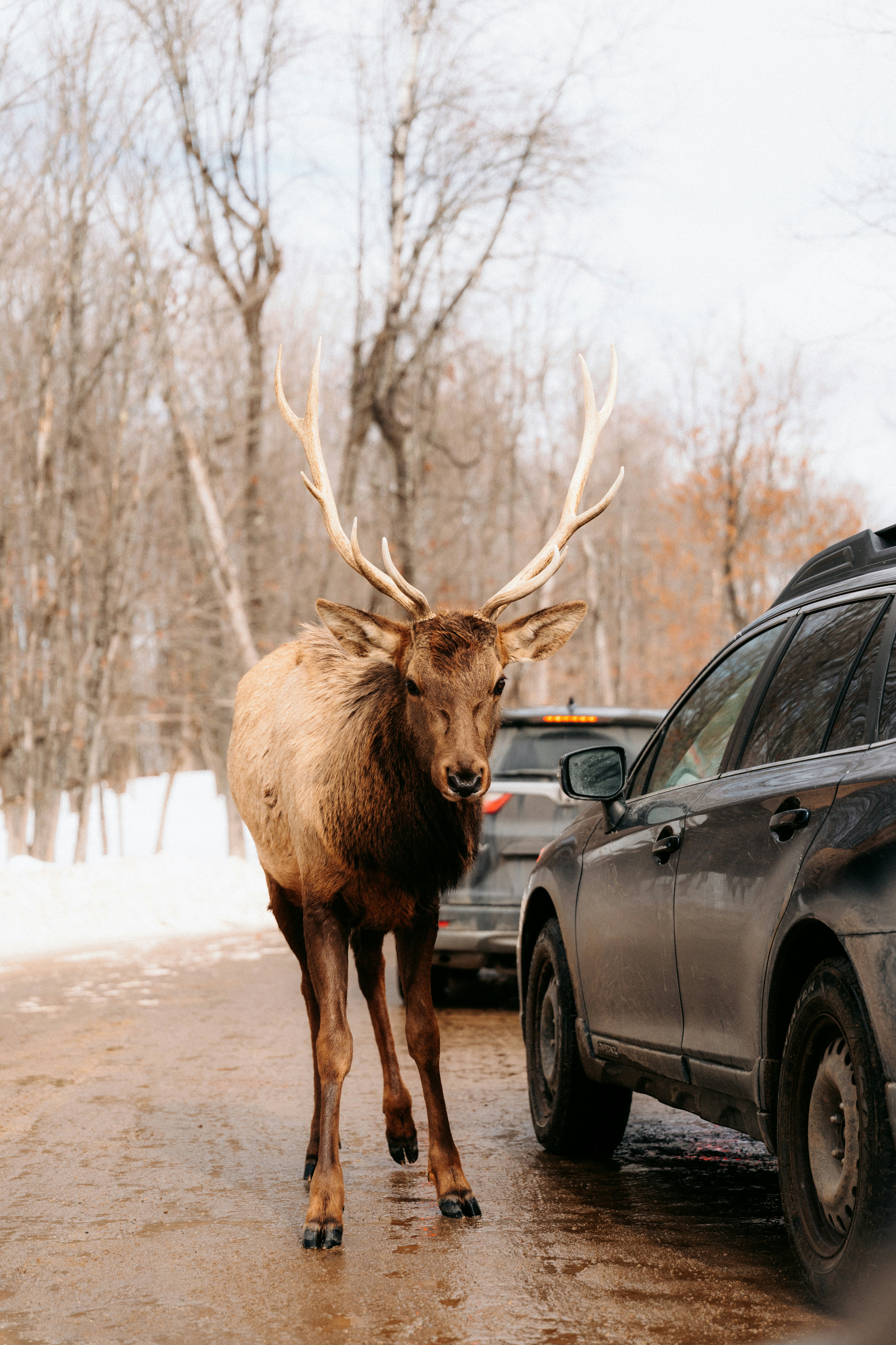 An elk with large antlers standing on a road beside a dark car