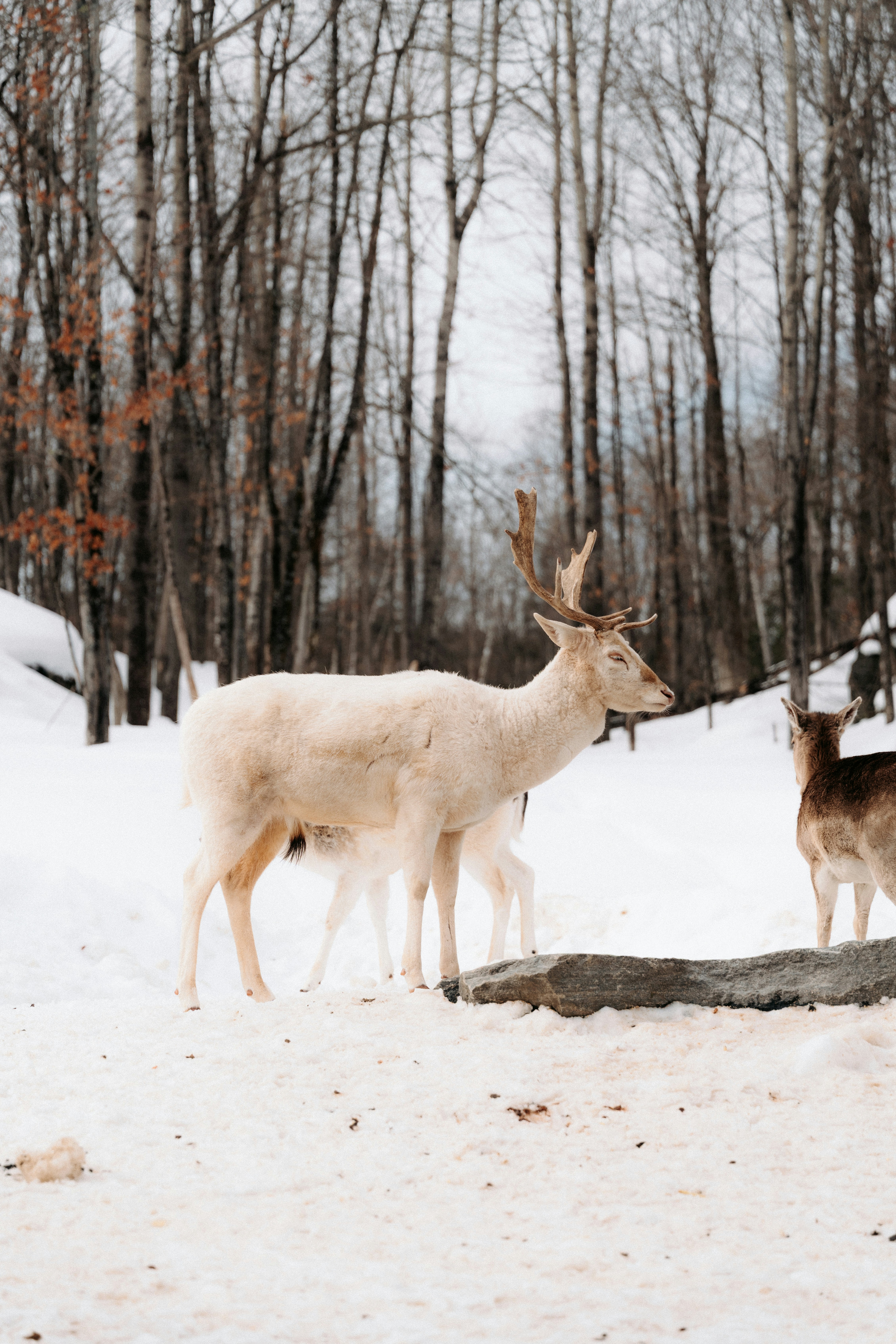 A white fallow deer with antlers standing in a snowy forest clearing