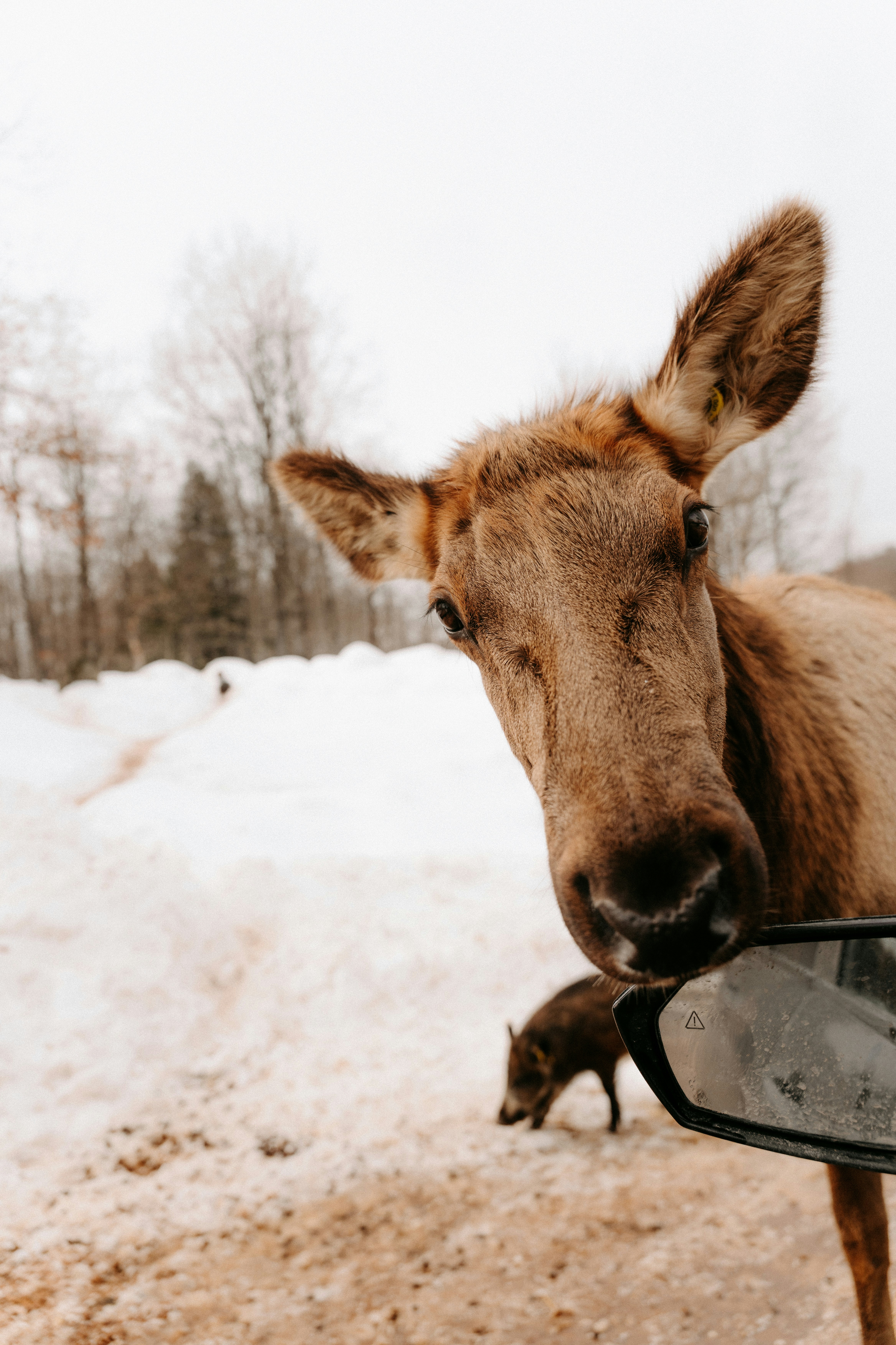 An elk looking into a car side mirror in a snowy landscape