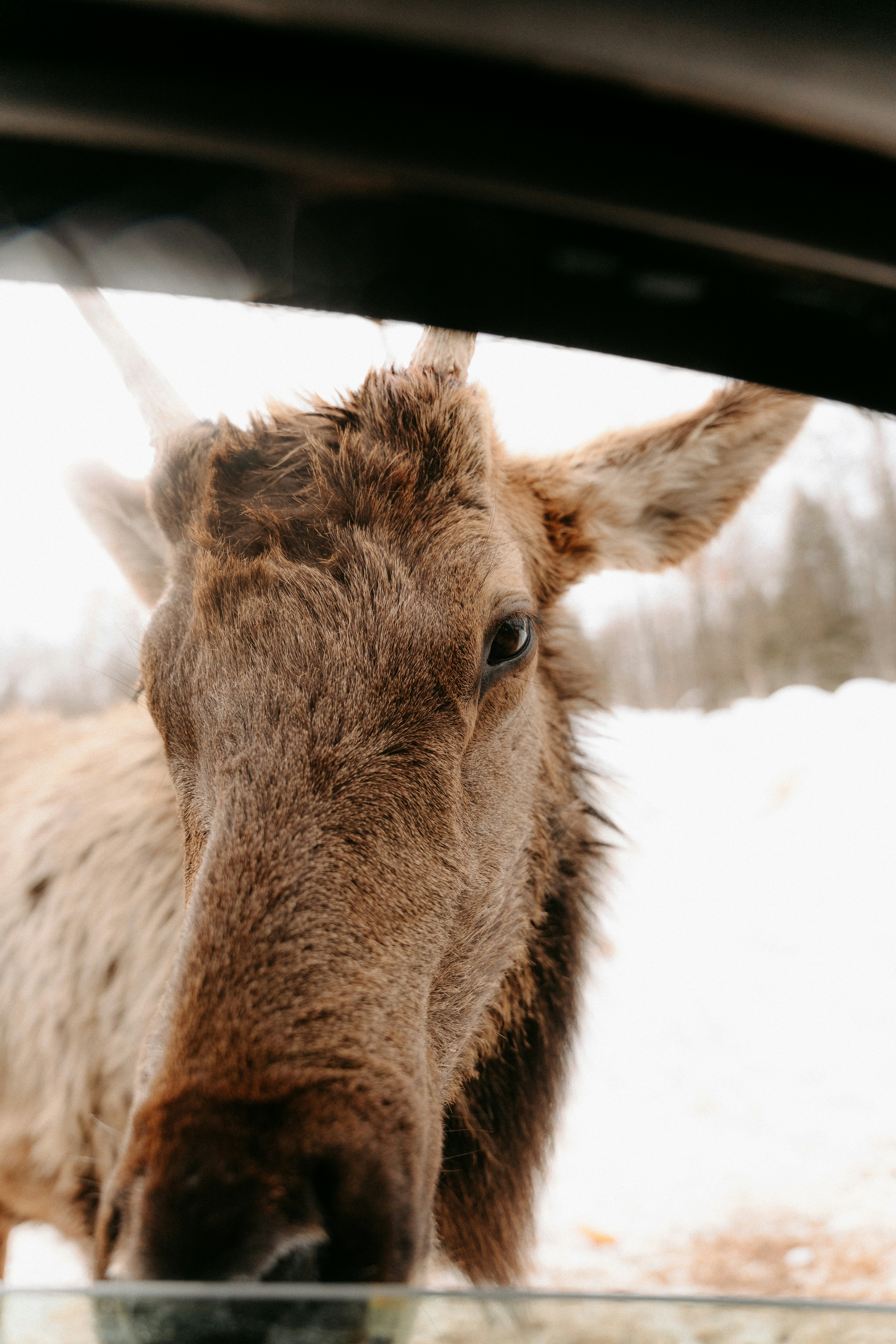A close-up of an elk face looking through a car window in winter - 相关推荐