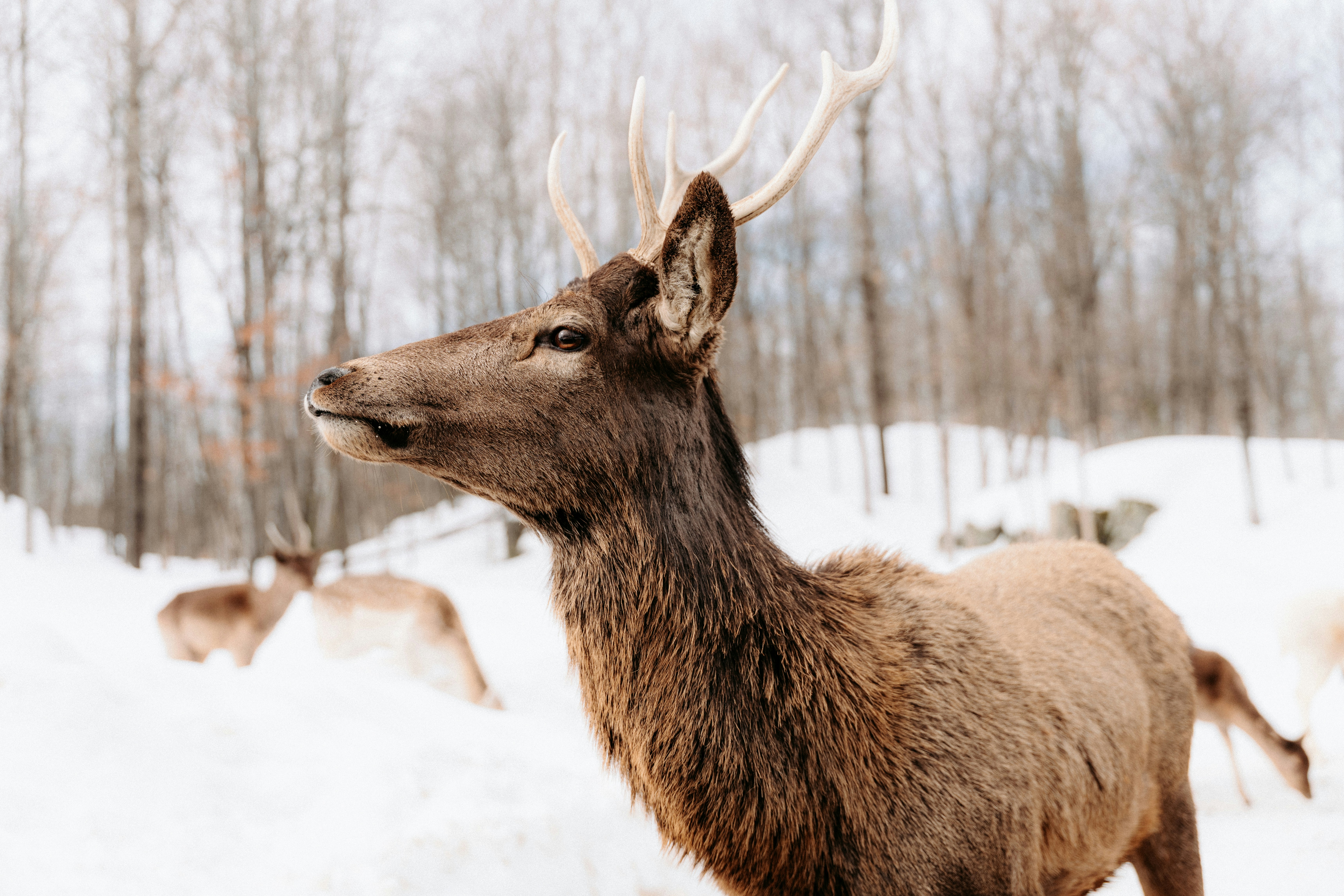 A brown elk with antlers in a snowy forest with other elk nearby