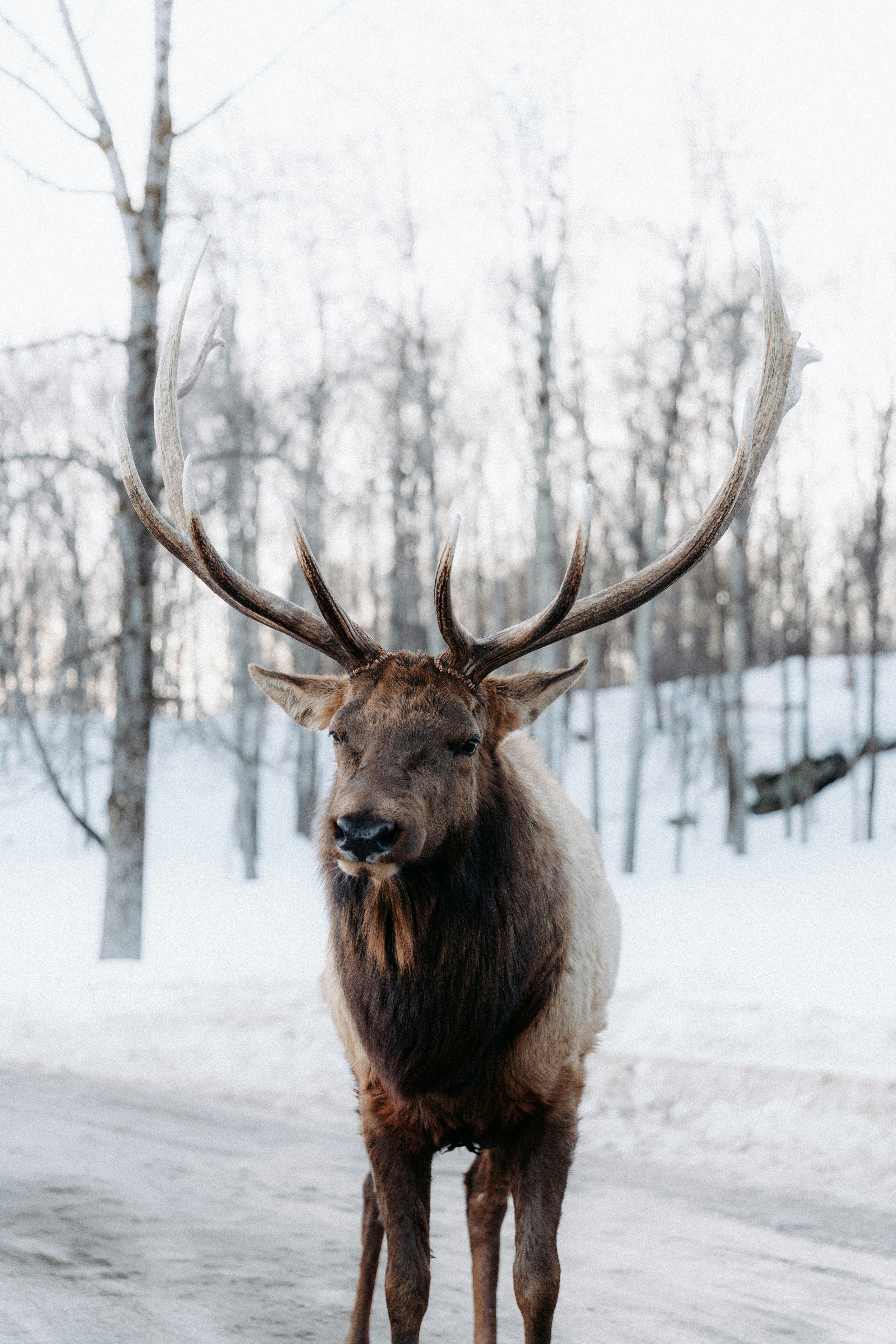A bull elk with large antlers in a snowy forest