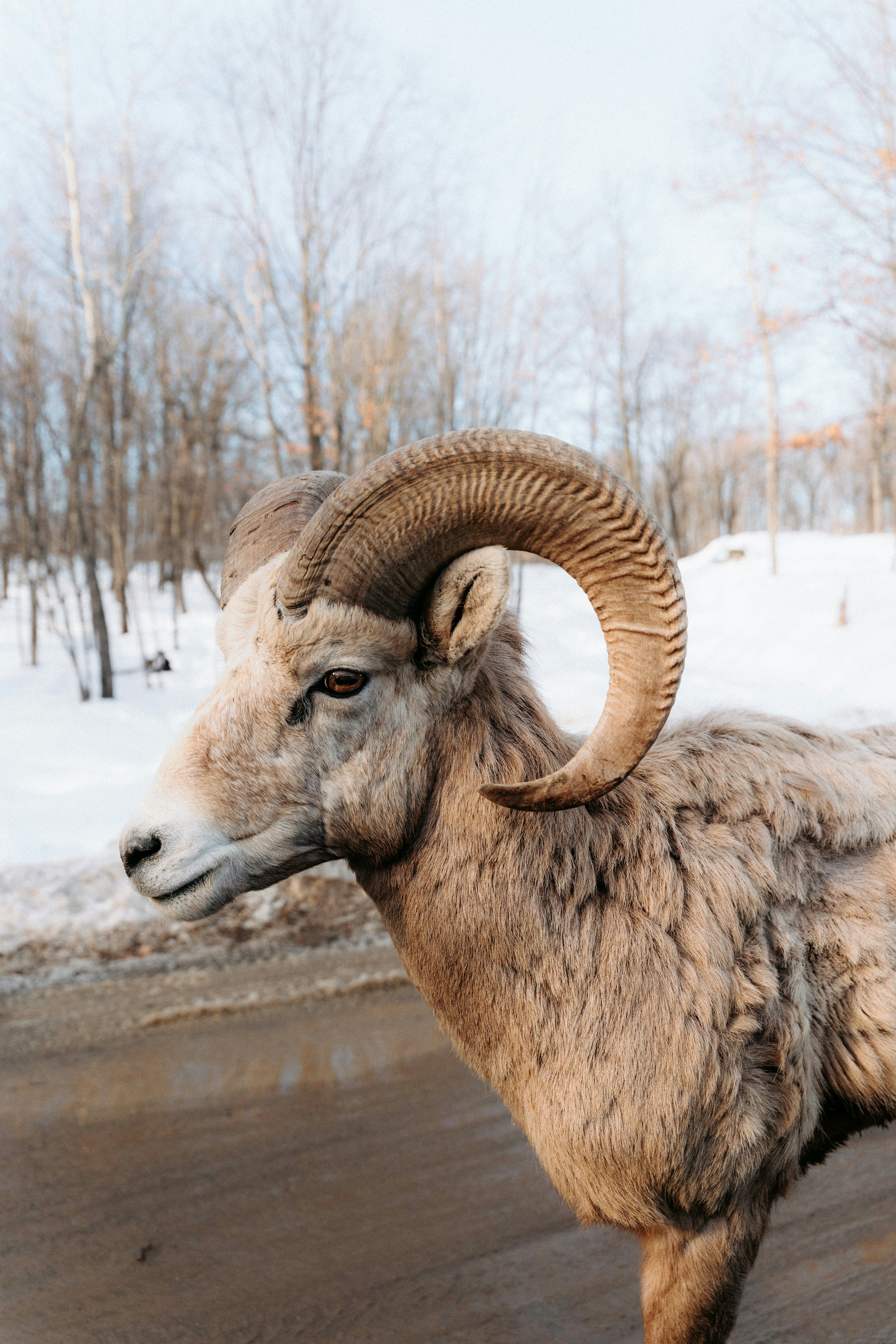 A bighorn sheep with large curved horns in a snowy forest landscape