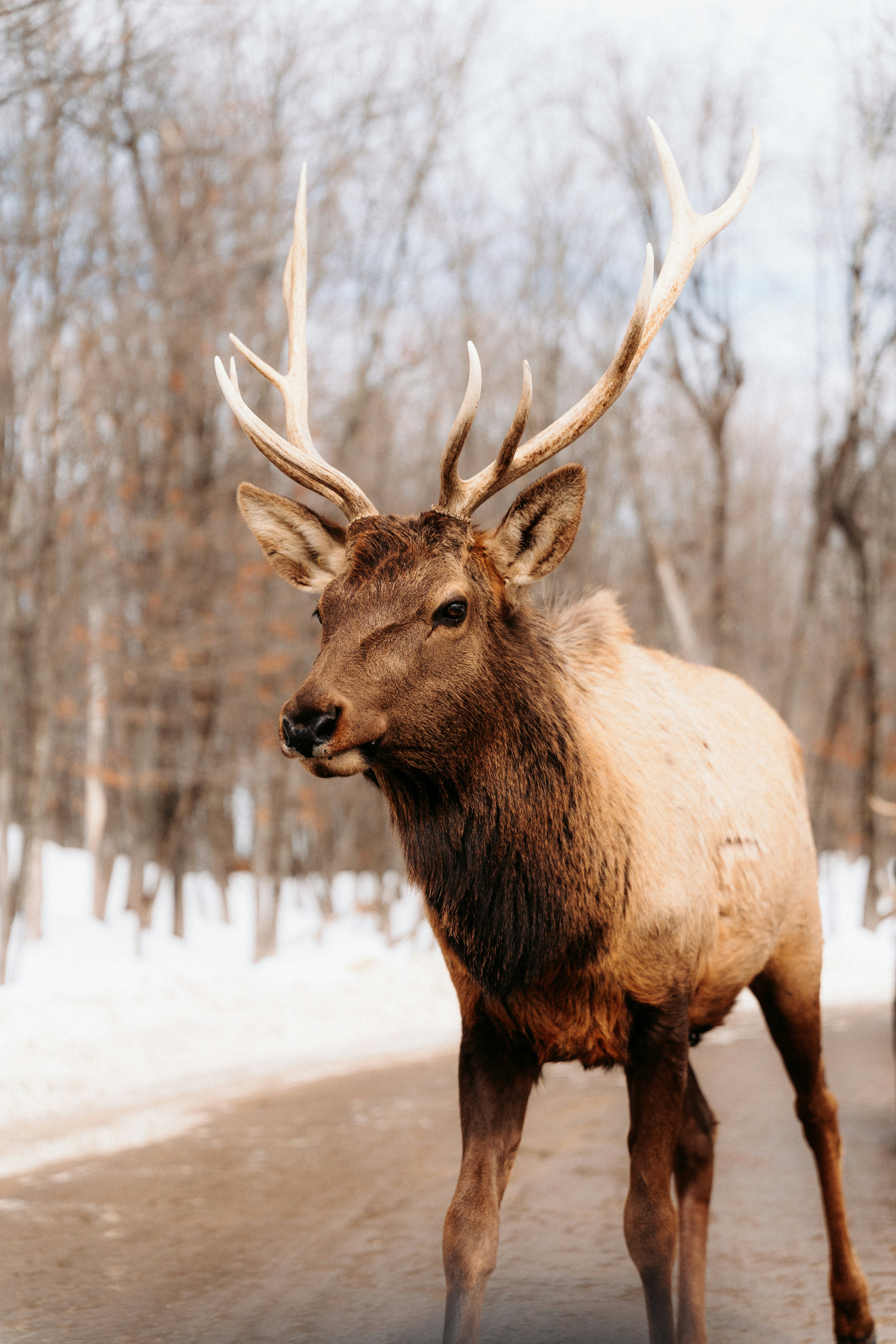 An elk with large antlers on a road in a snowy forest