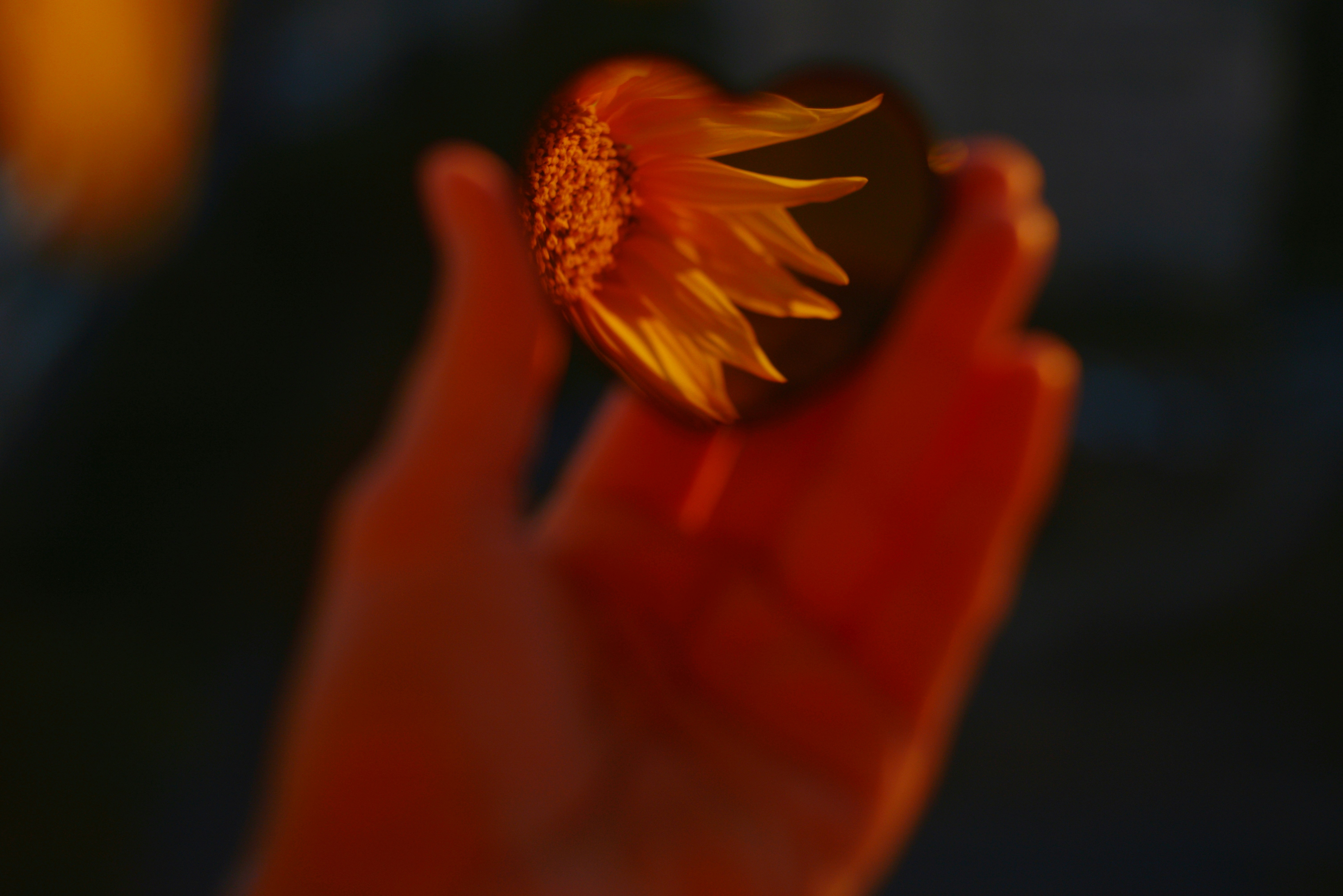 Photo of A hand holding a heart-shaped mirror reflecting a yellow sunflower in golden light by Liana S