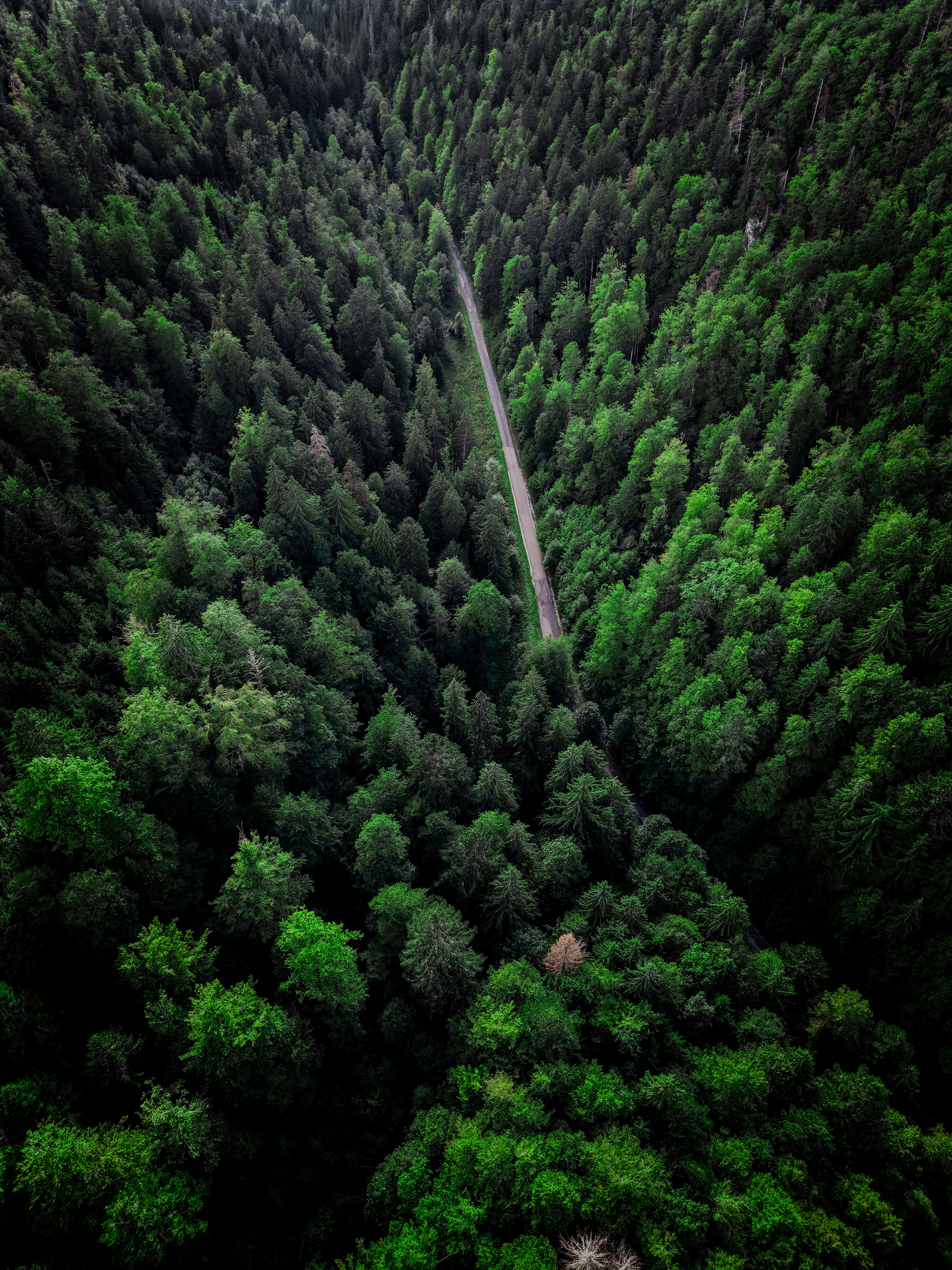A narrow road winding through a dense forest of green pine trees