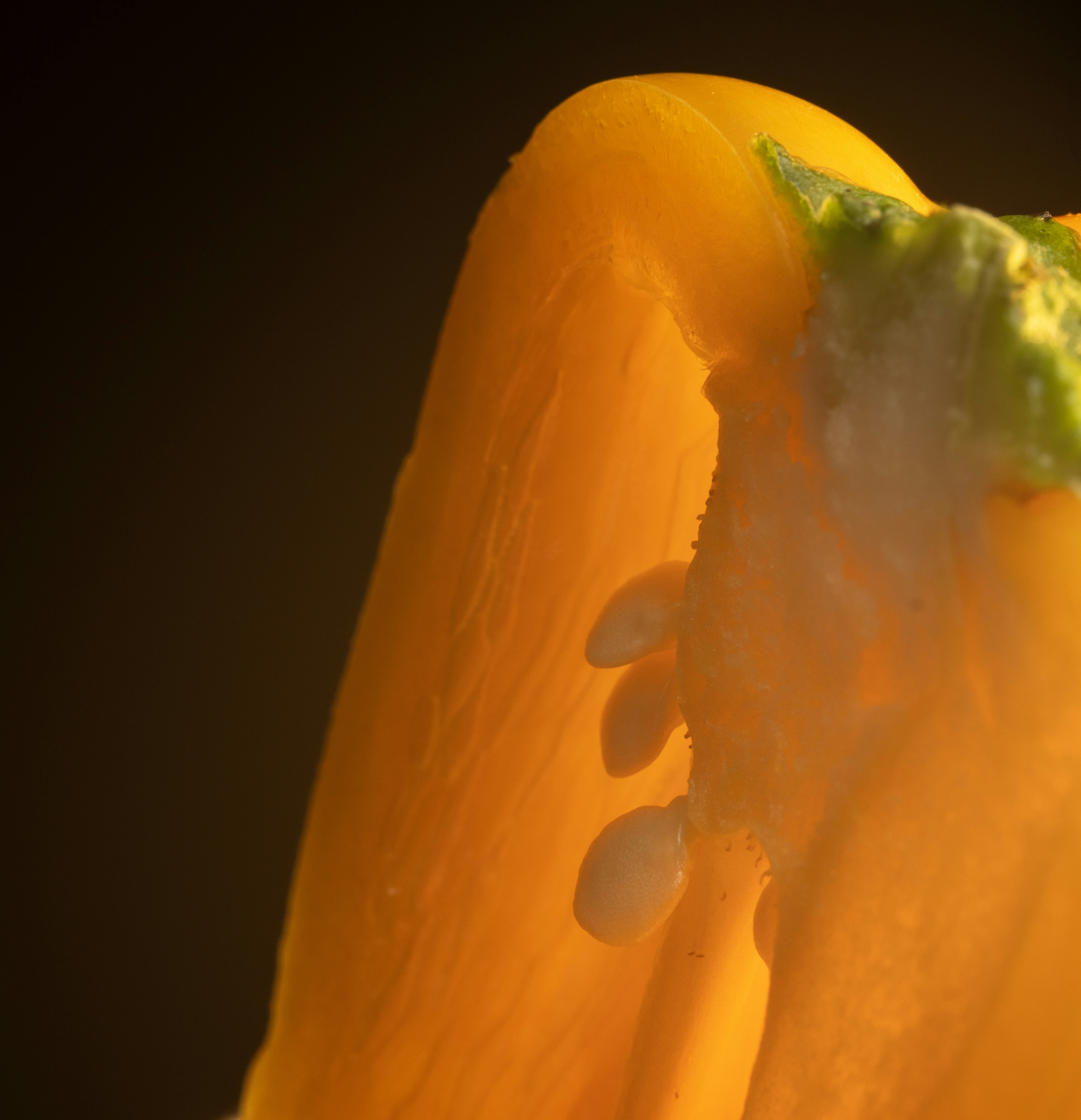 Macro view of a sliced yellow bell pepper showing seeds and flesh