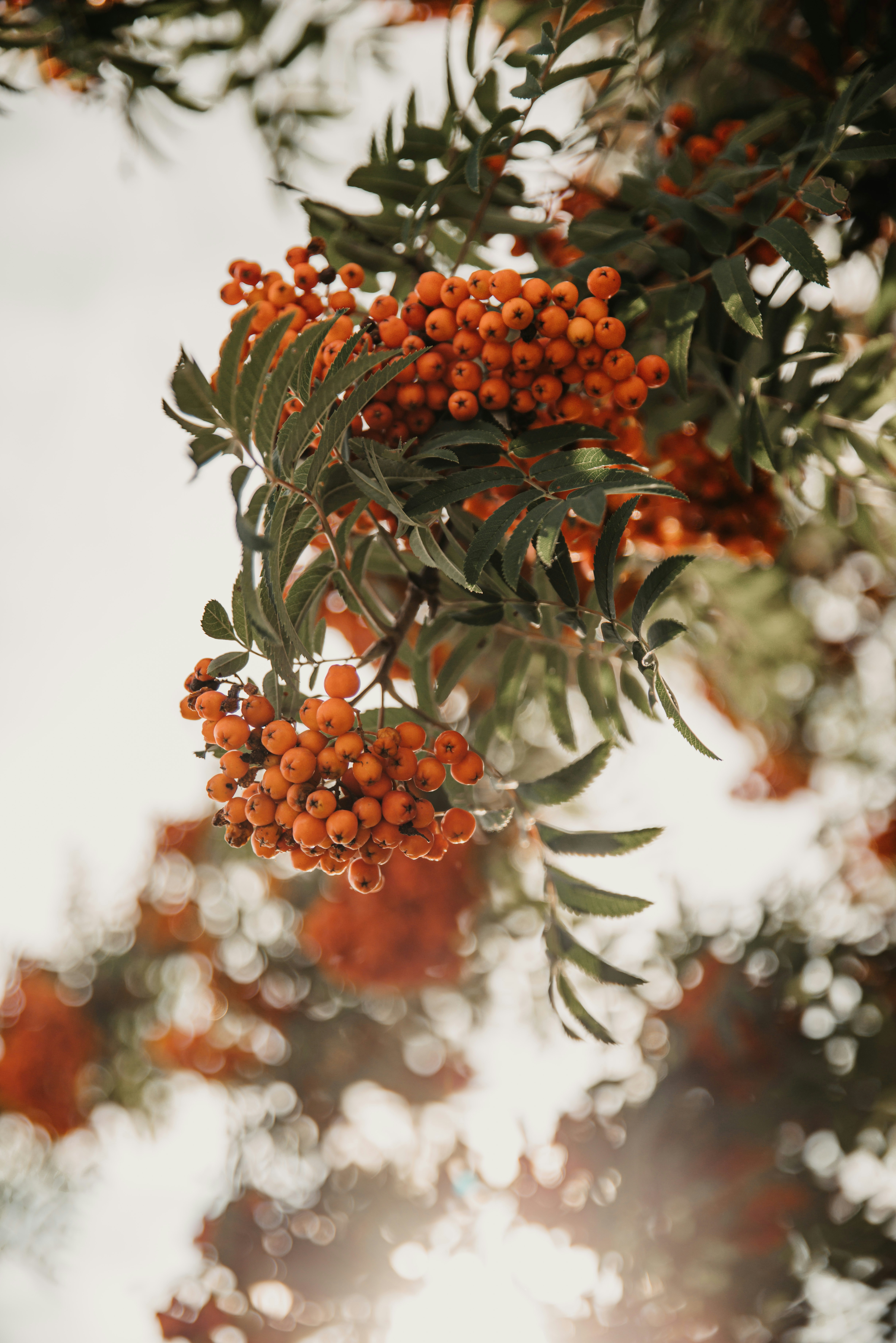 Photo of Clusters of bright orange rowan berries hanging from branches with green pinnate leaves by Anita Austvika