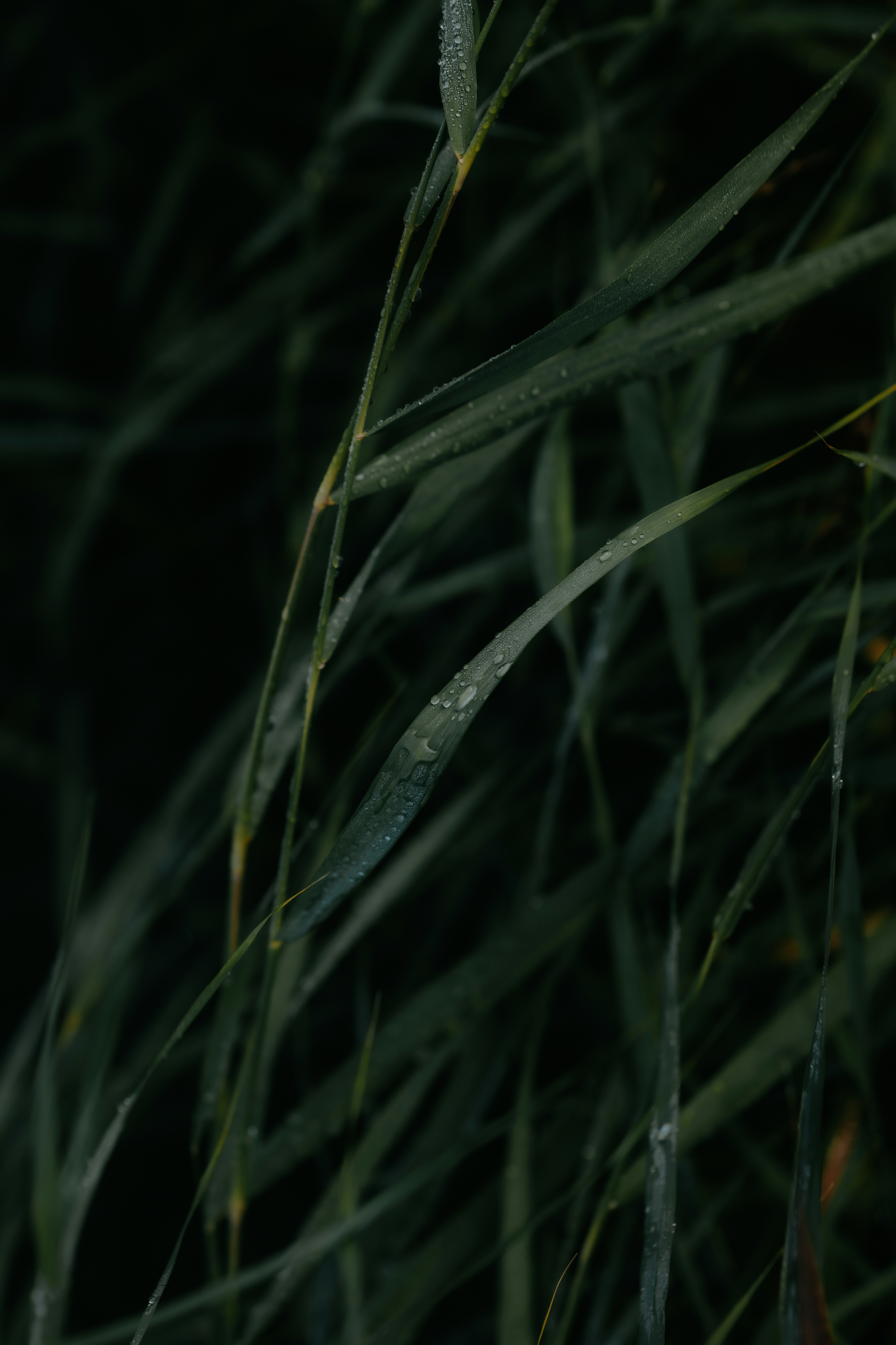 Gotas de rocío sobre largas briznas de hierba verde oscuro en luz tenue