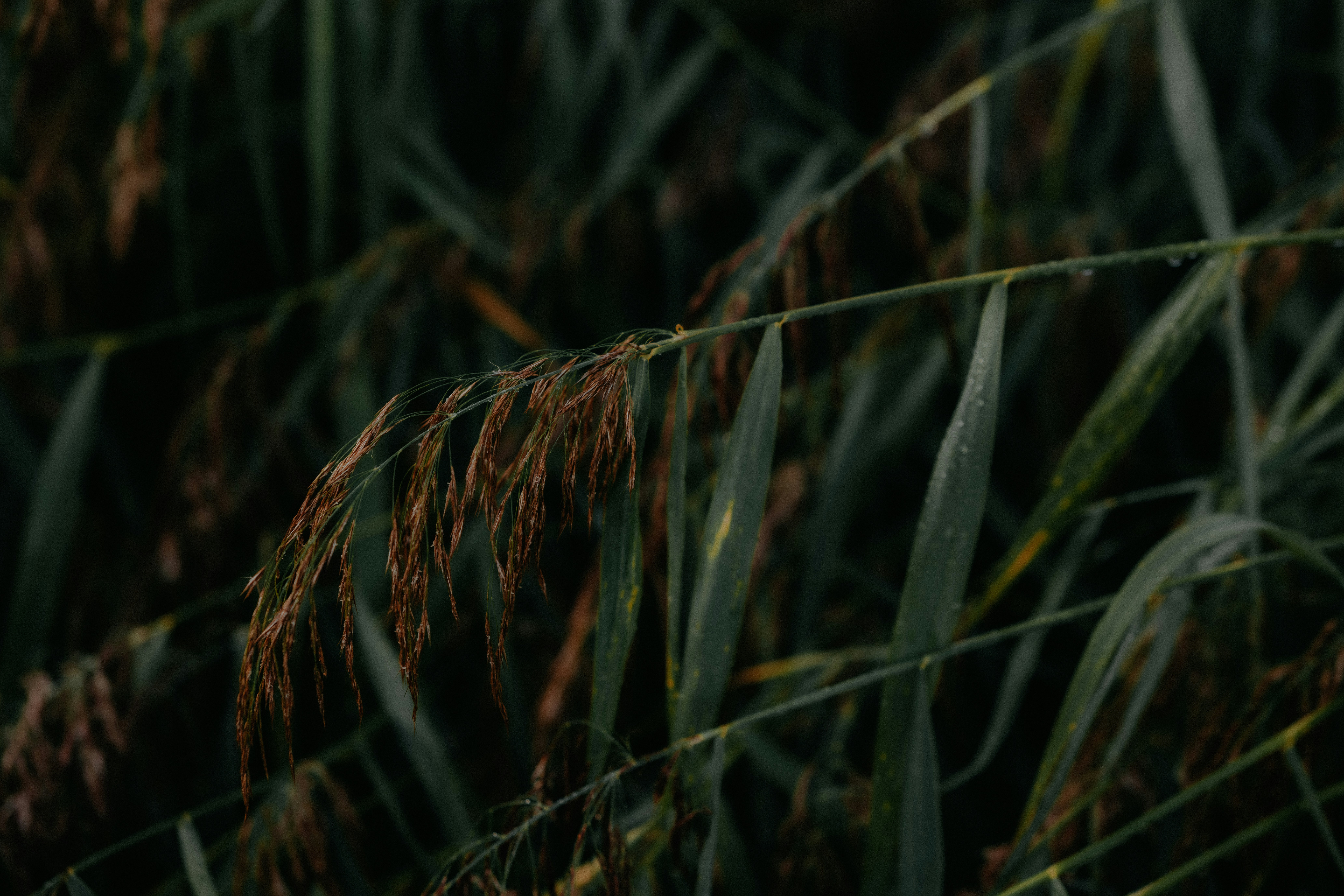 Altas briznas de hierba verde con cabezas de semillas marrones en un campo oscuro