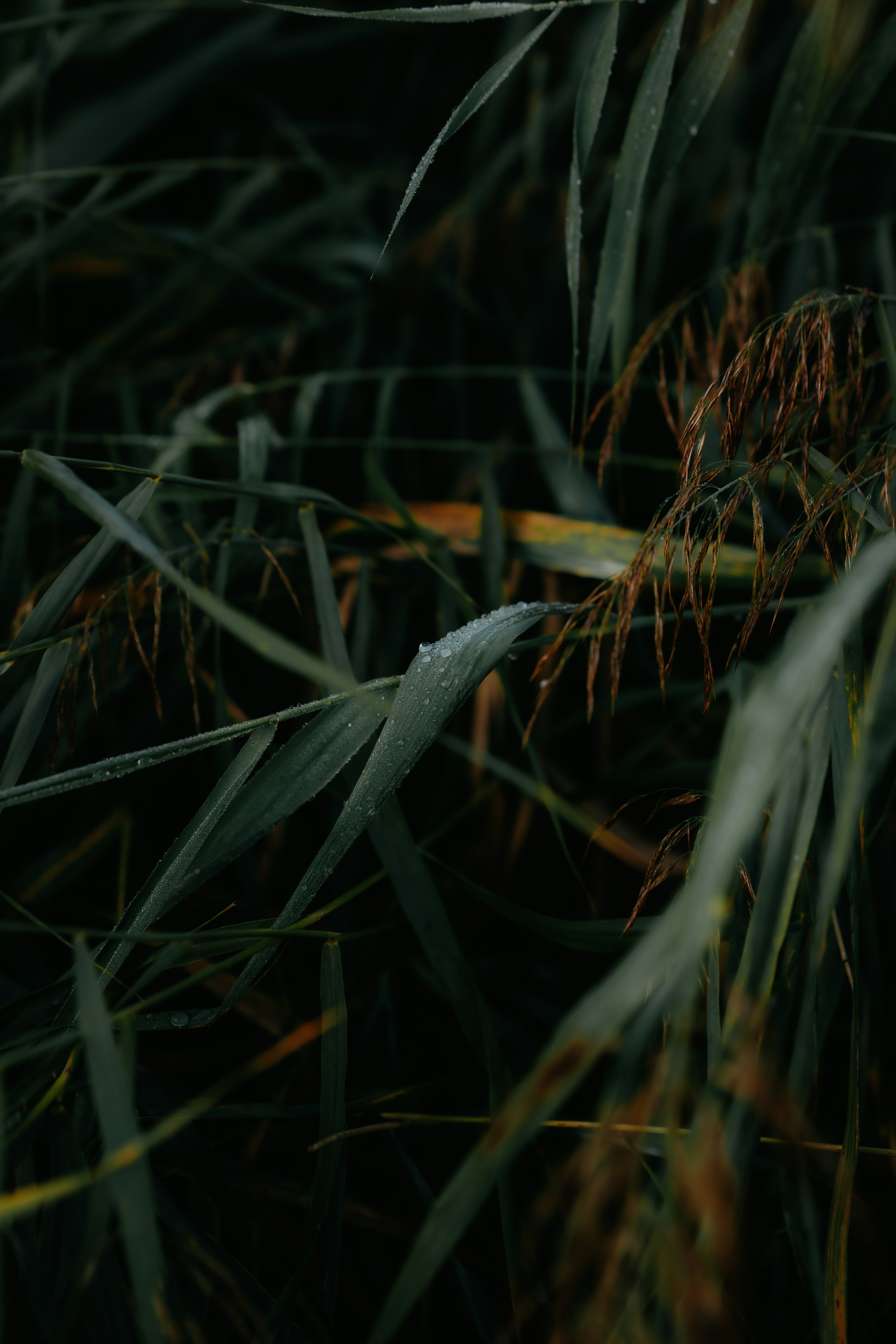 Gotas de rocío sobre briznas de hierba verde oscuro en un campo
